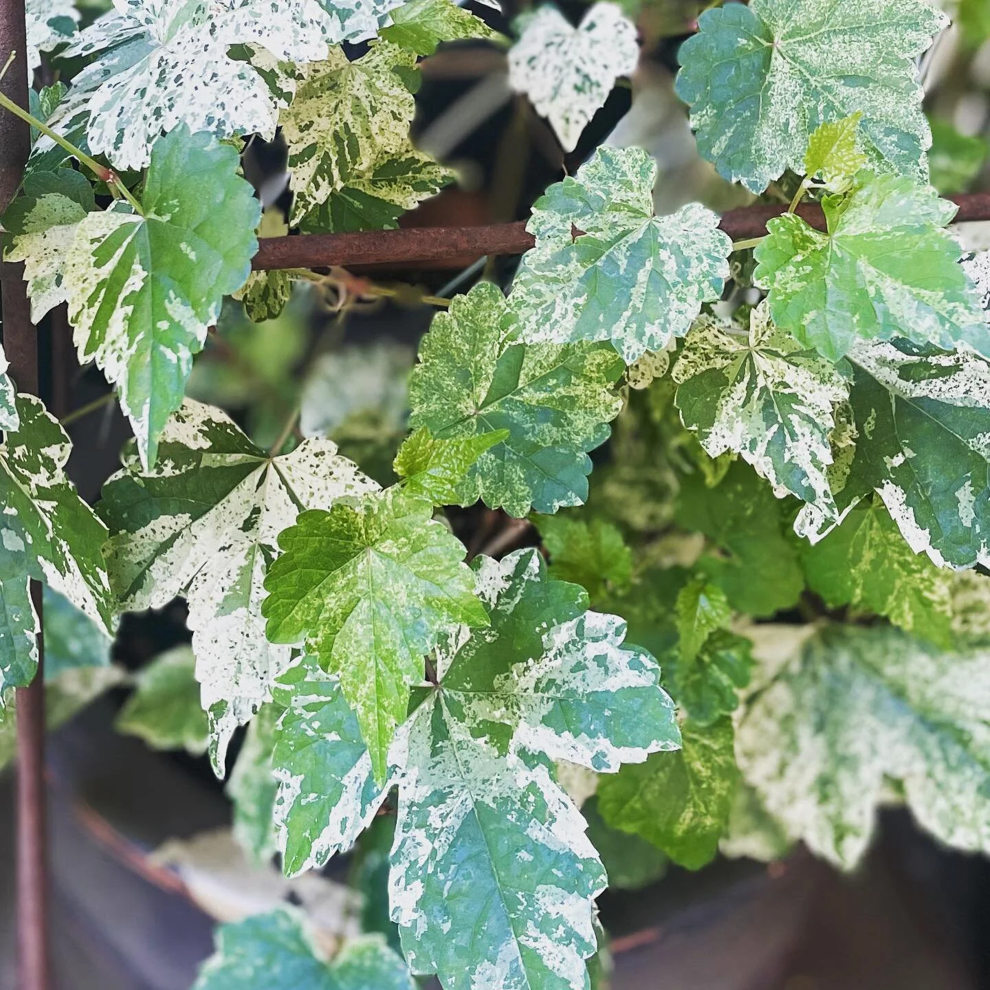 Beautiful painted vine,  perfect in those shady spots.