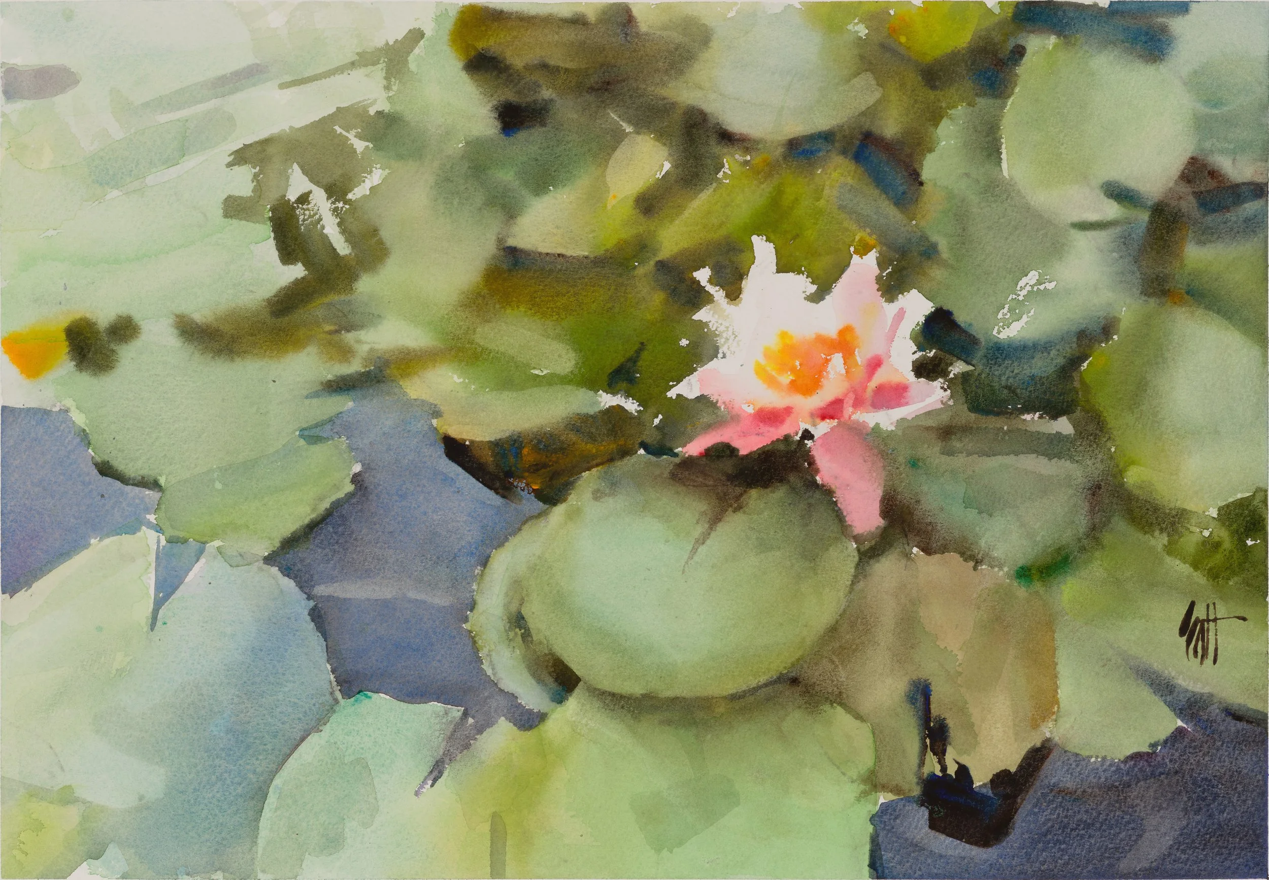 water lilies 2025.jpg