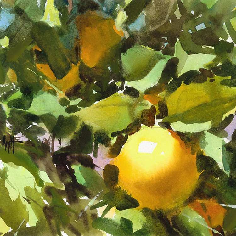 Ripe Citrus