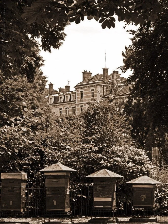 It&rsquo;s world bee day and there are no shortage of bees in Paris. Did you know that there&rsquo;s a beekeeping school right in the Jardin du Luxembourg? It was founded by Henri Hamet in 1856, the father of French beekeeping. 
I invite you to disco
