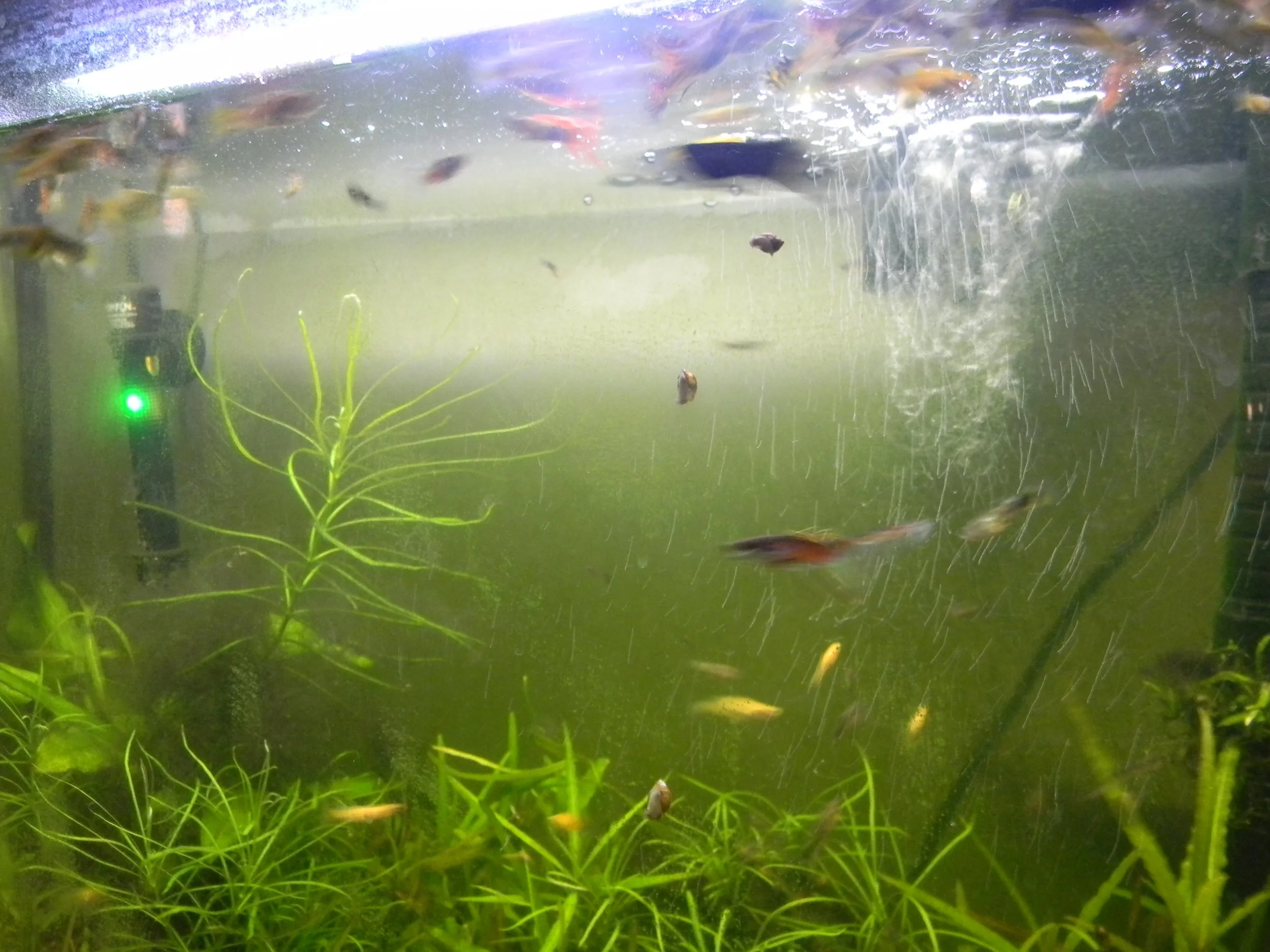 An aquarium with various fish swimming, green aquatic plants, and some algae or slime on the glass.
