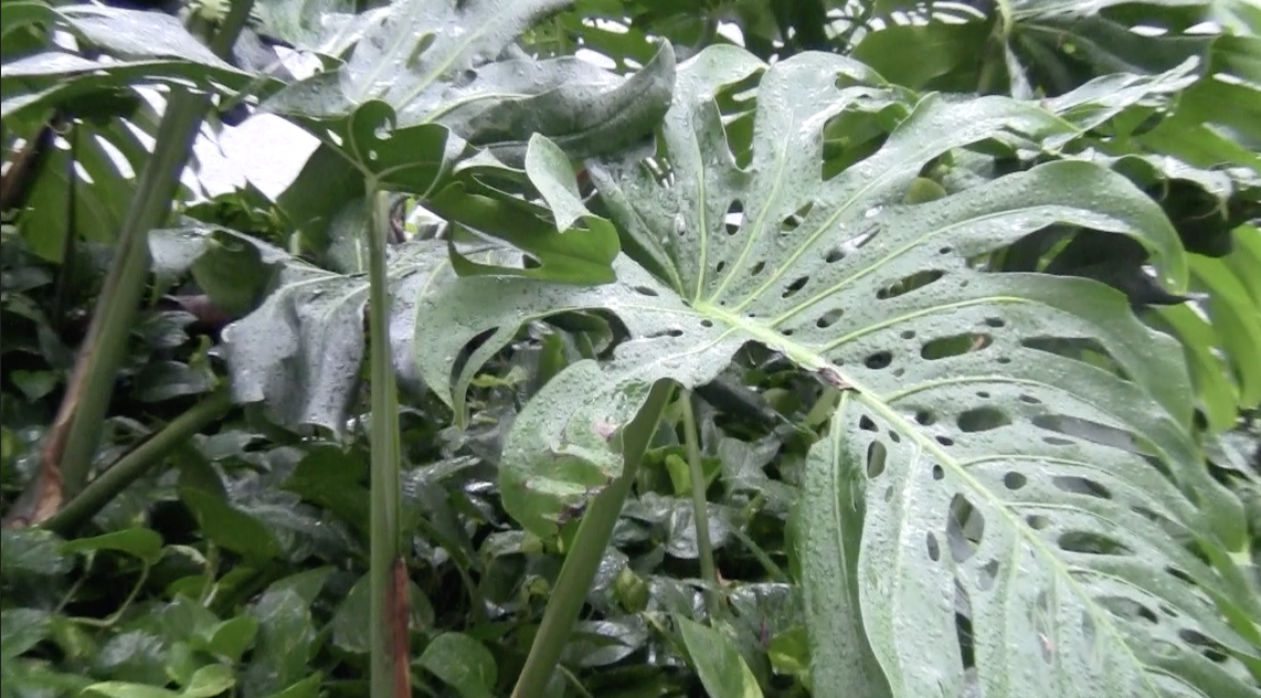 Close-up of a wet monstera leaf with multiple holes, surrounded by other green foliage.