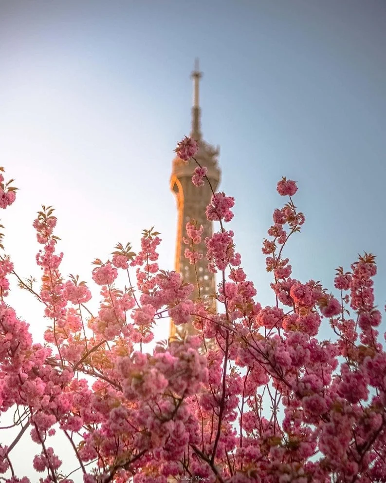 eiffel cherry blossom spring paris .jpeg