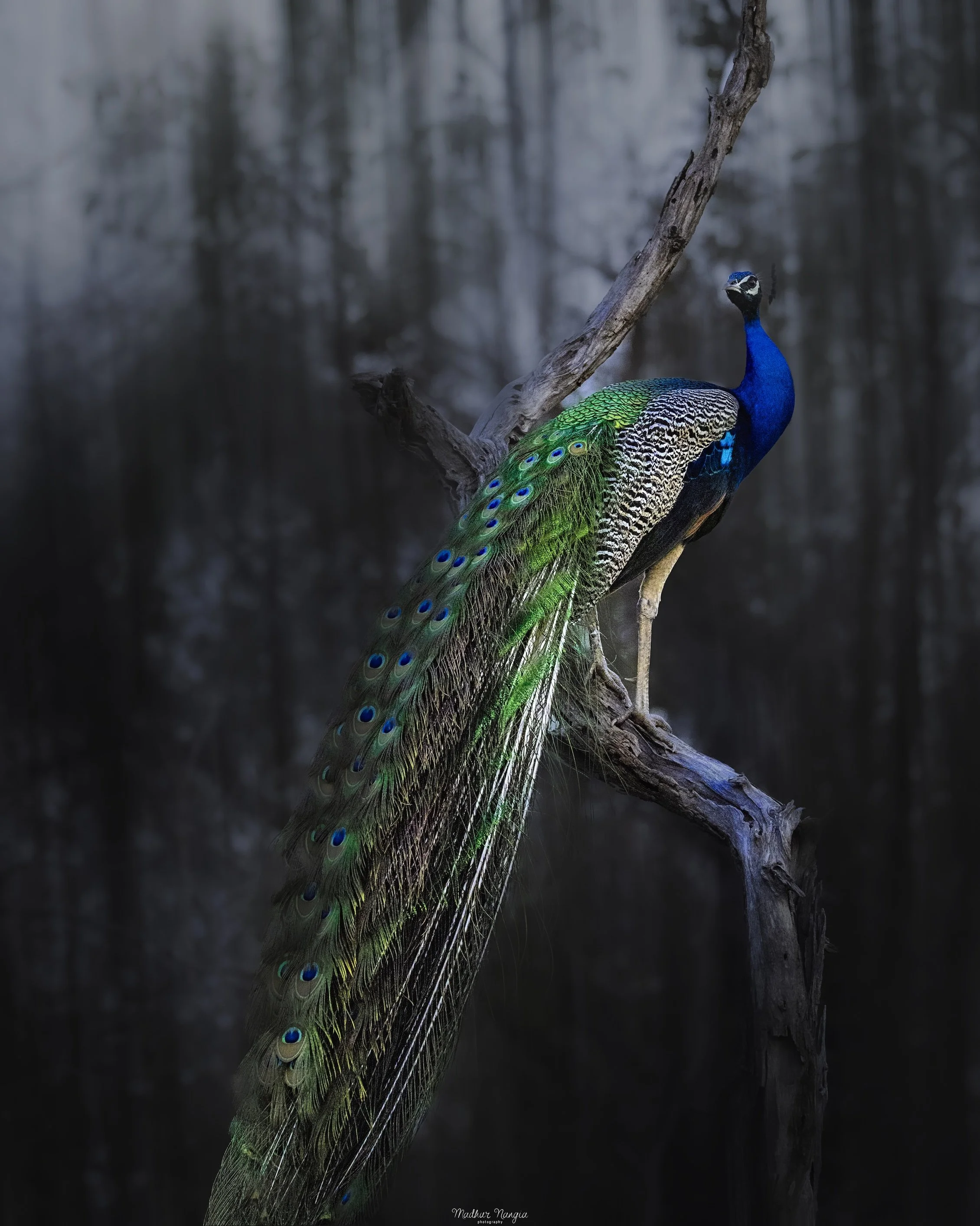 Peacock-5.jpg