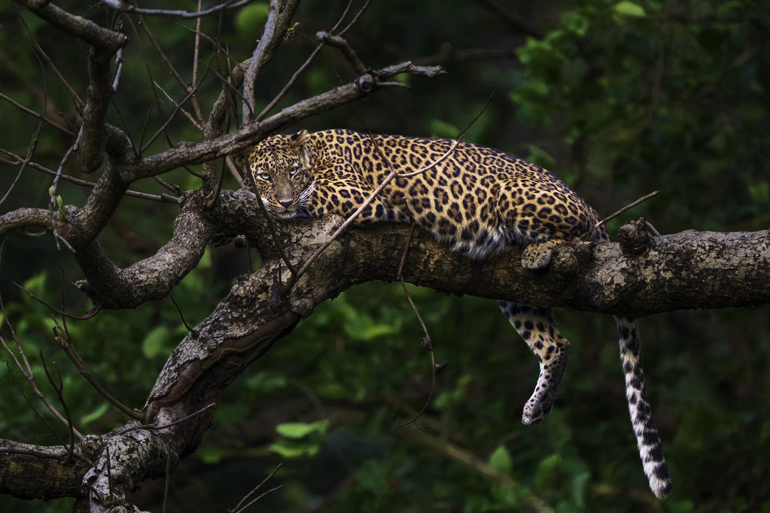 Wildlife SOS.jpg