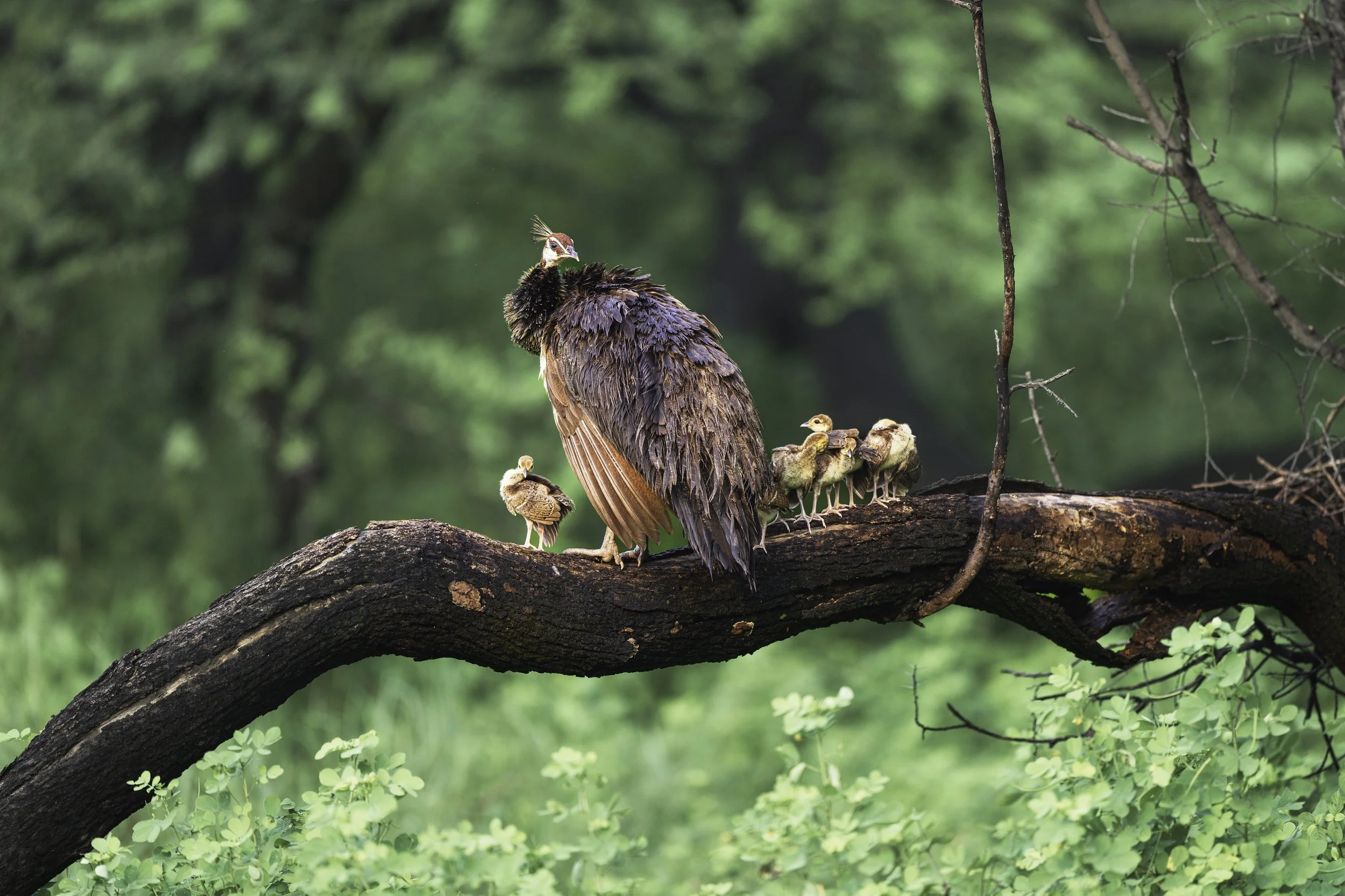 Peacock-1.jpg