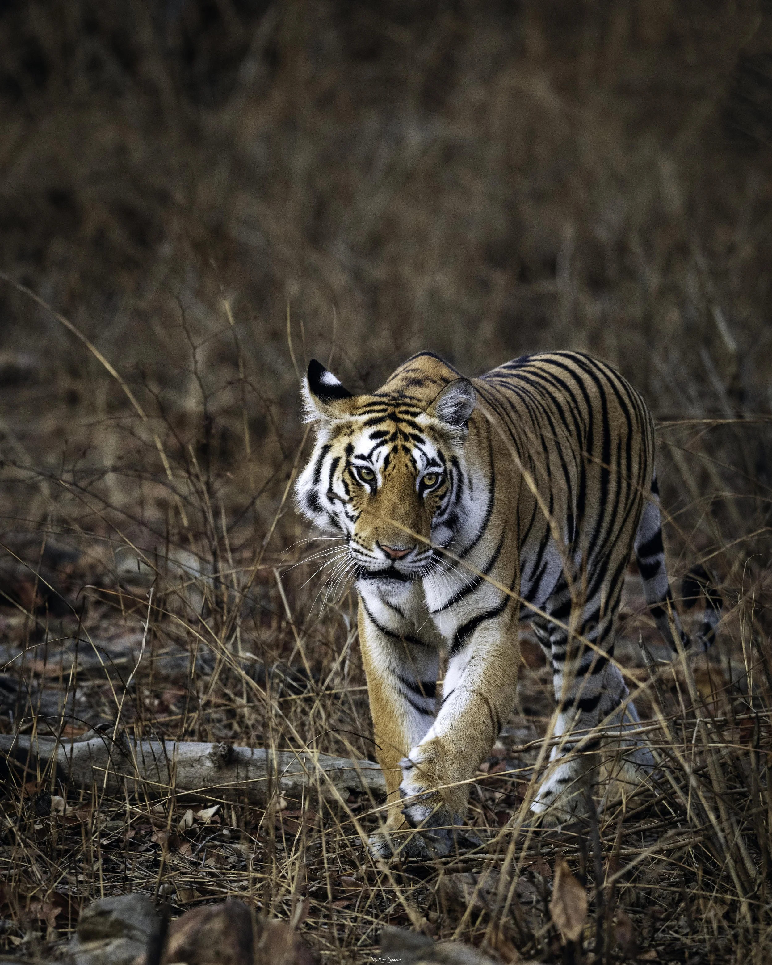 _DSC8078-1 lowres .jpg