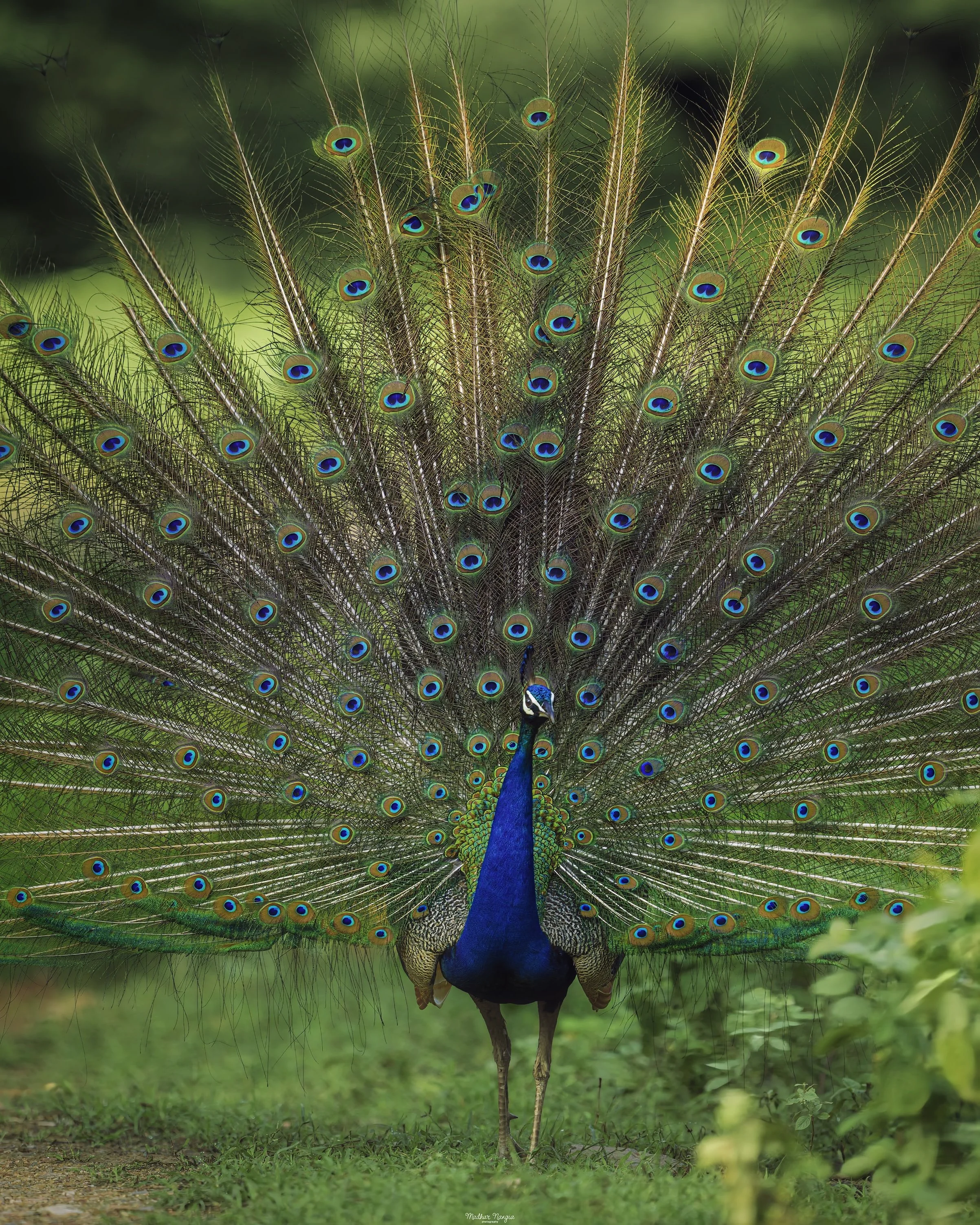 Peacock-4.jpg