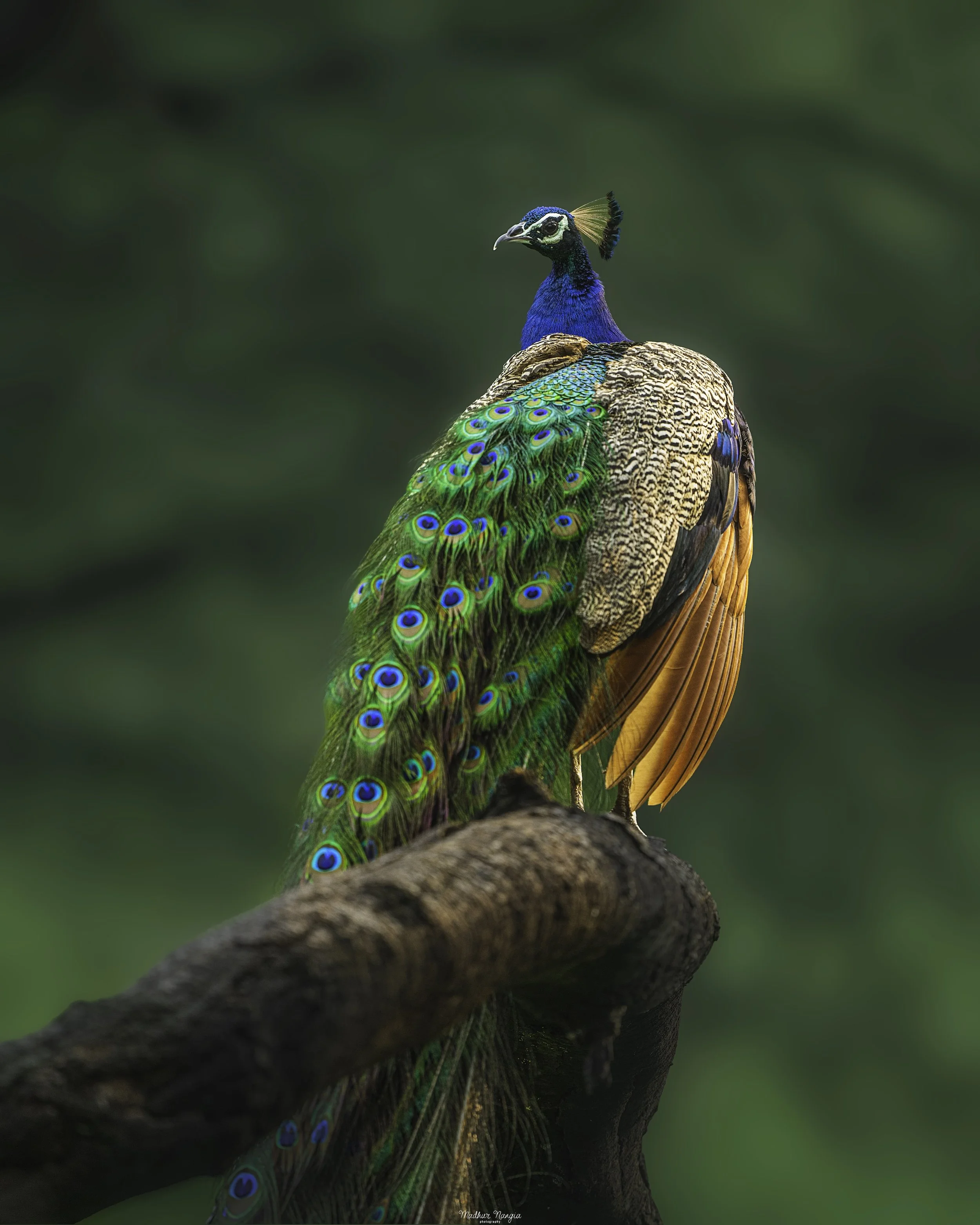 Peacock-2.jpg