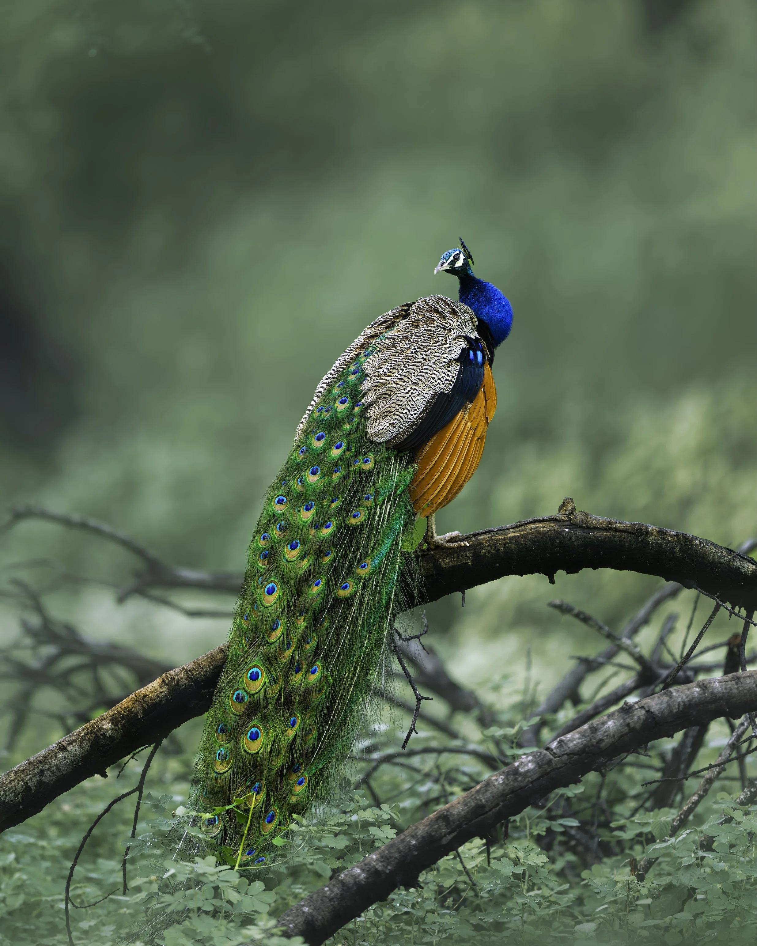 Peacock-3.jpg