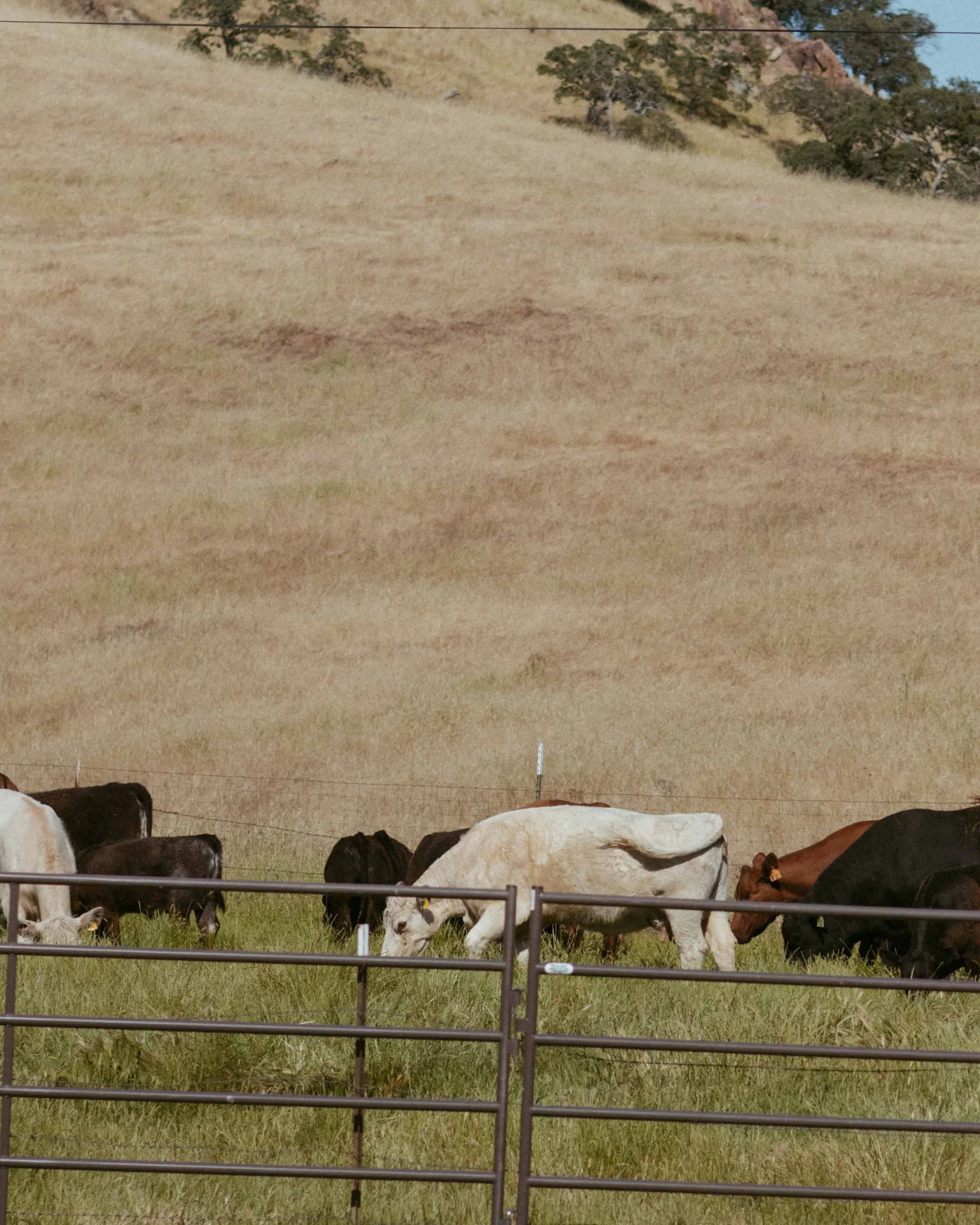 Mijos Oak Branding-7147.jpg