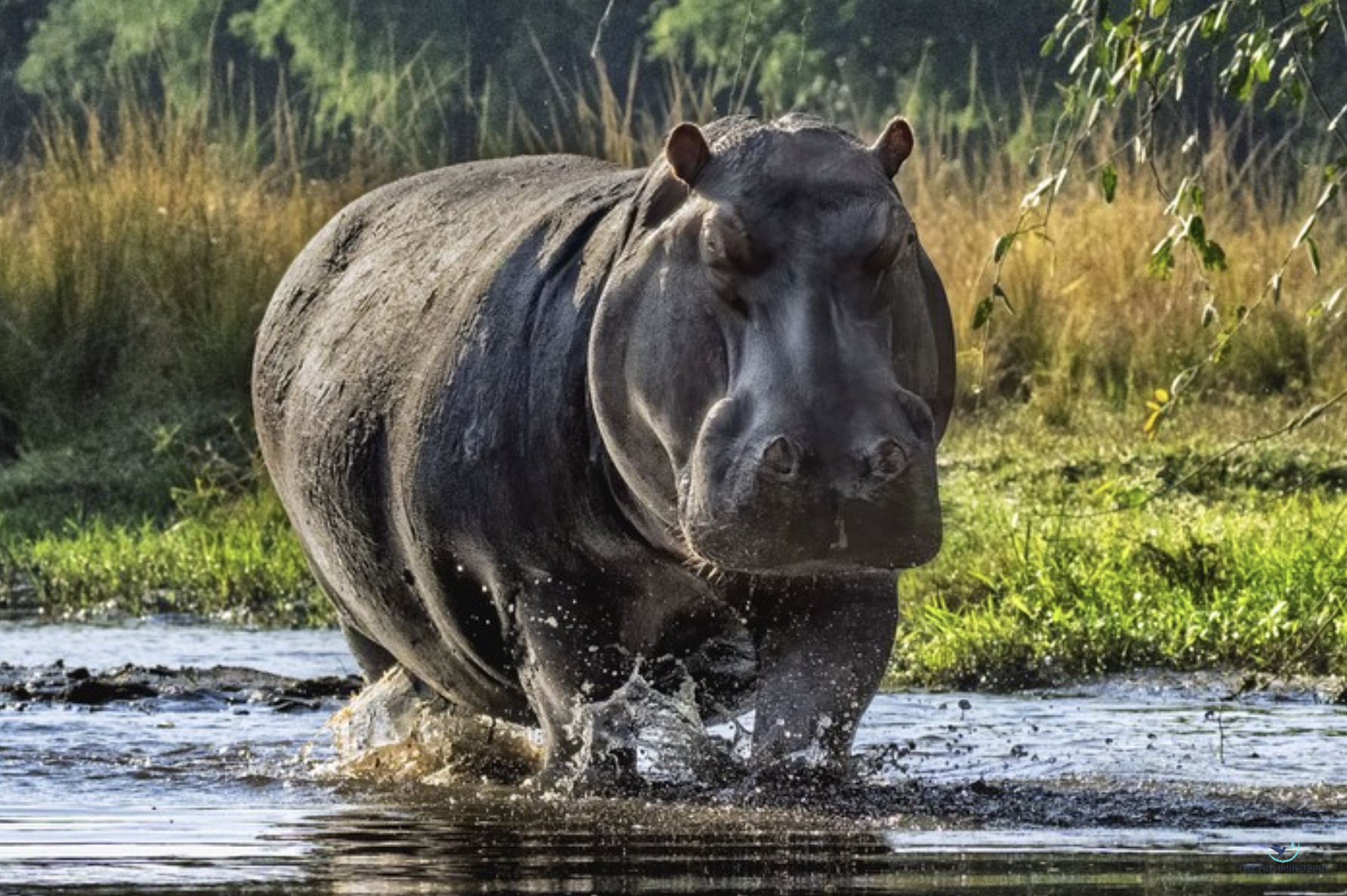 "Trotting Hippo" Ricky Workman Photography 16" x 24" 
2026 
$450 