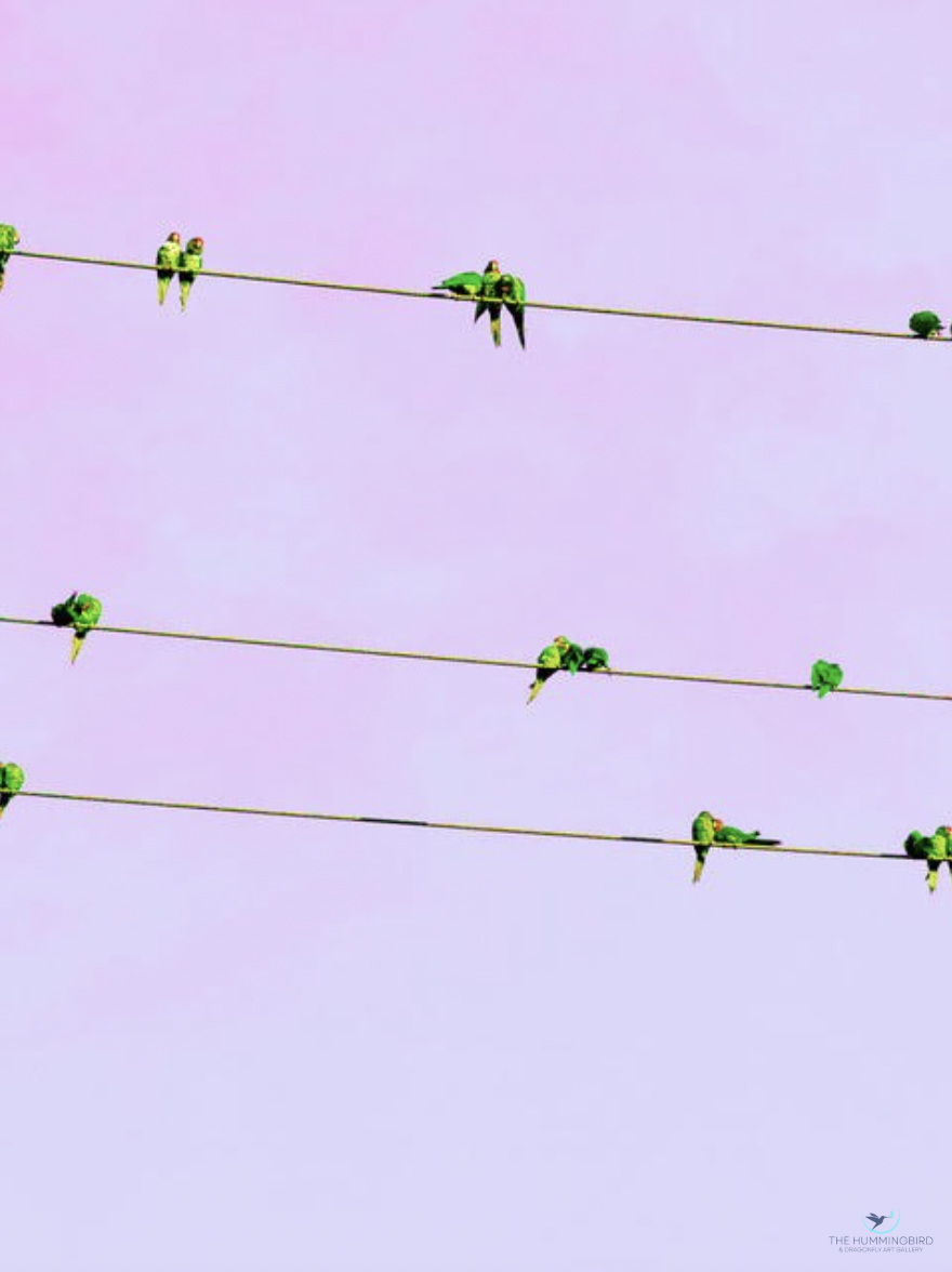 "Wild Parrots Pink Sky Long Beach" Tamerie Halliday Huntington Beach, CA, USA Photography 14" x 11" 2025 $95 