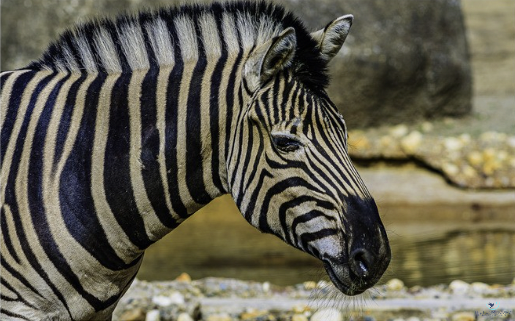"Zebra" 
Al Kelman Photography 11" x 17" 
2021 
$400 