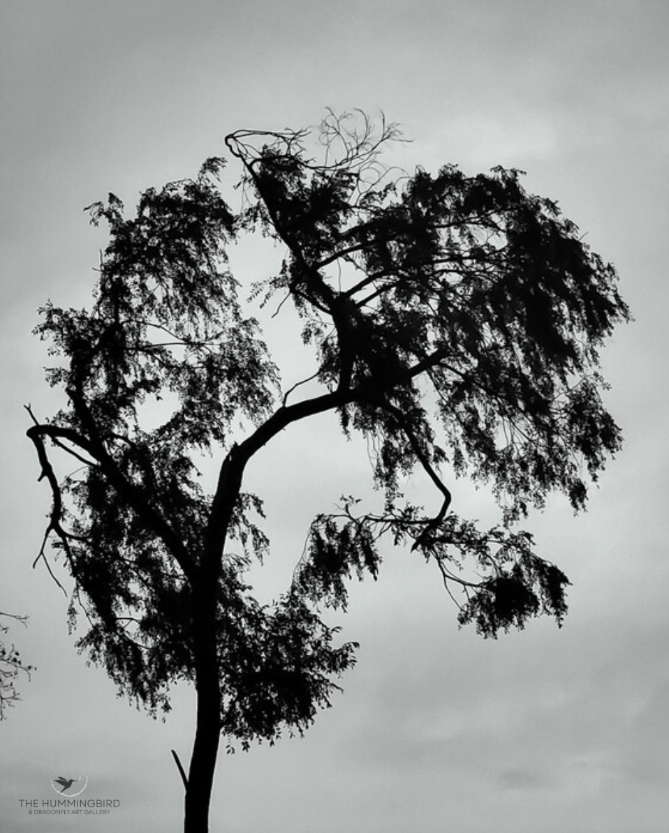 "Dark Bend" Louis Staeble 
Photography 10" x 8" 2026 
$200 