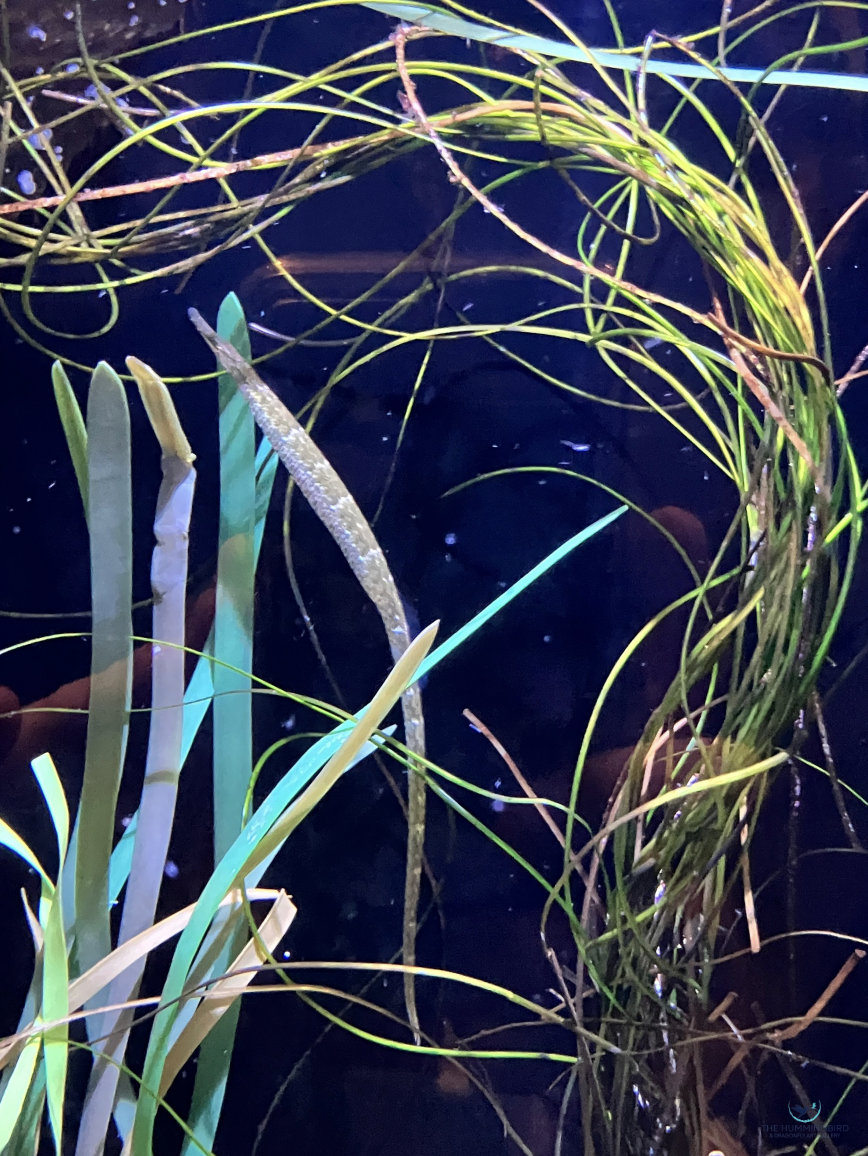 "Scuba Surprise" Rita Pono Limited Edition Photography Print; Signed & Numbered by Artist 
18" x 11" 
2025 $400 