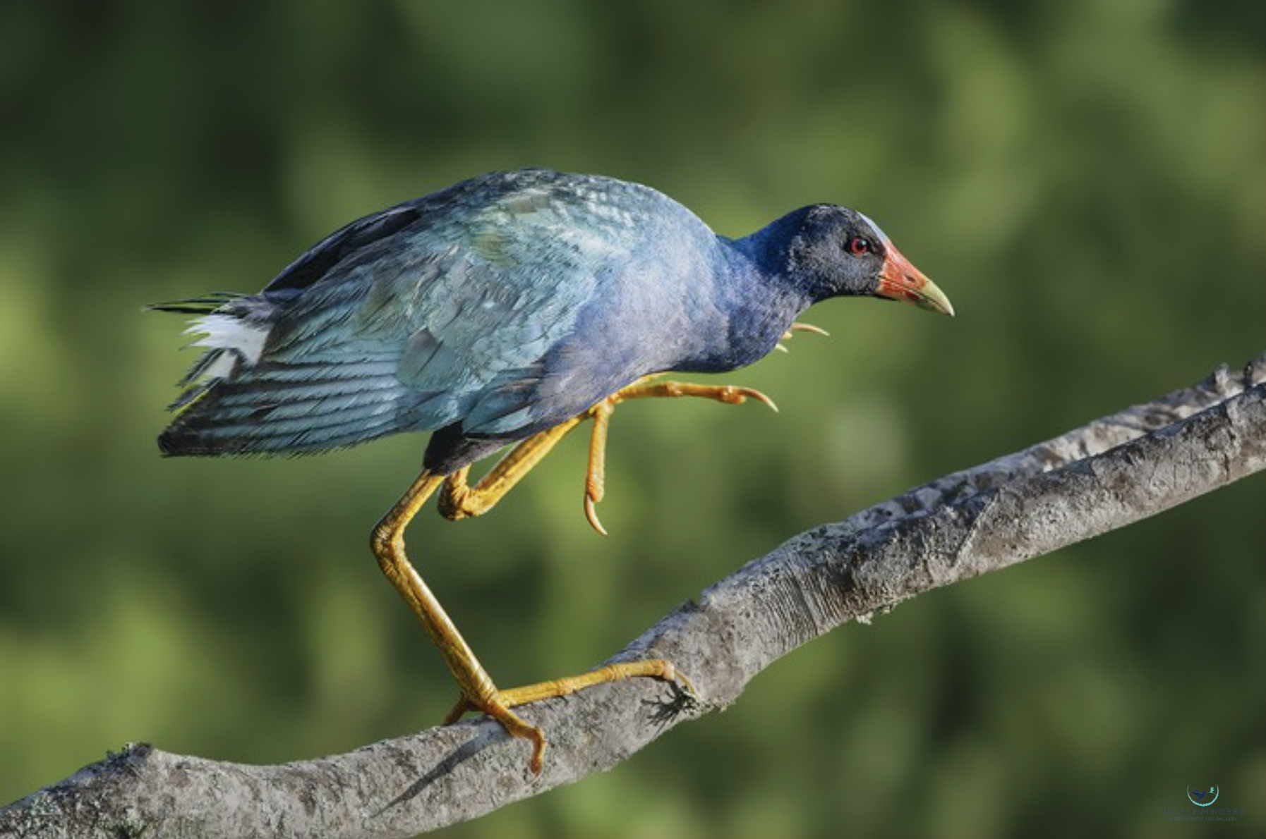"Purple Gallinule" 
Ricky Workman 
Photography 16" x 24" 
2022 
$300 