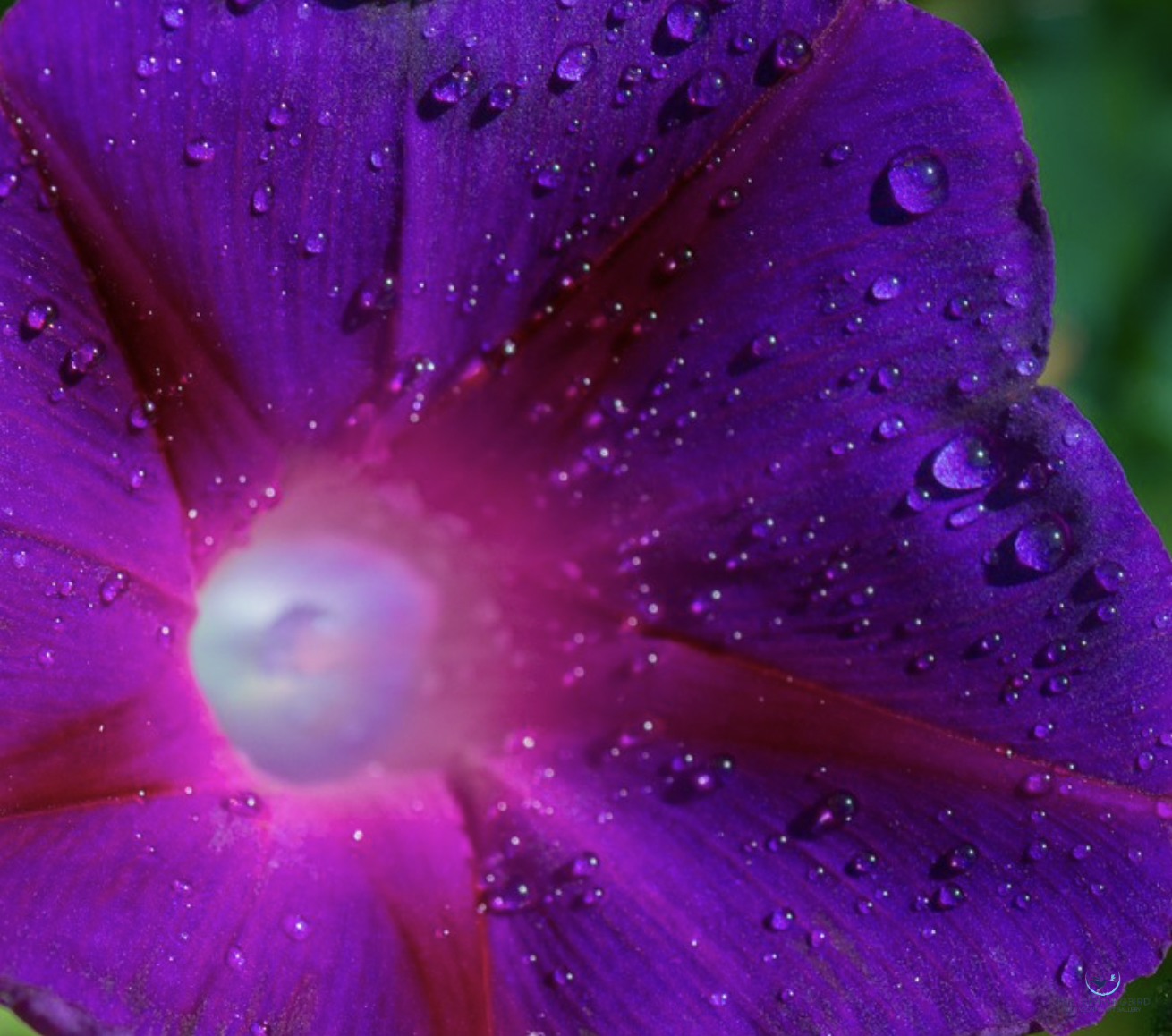"Morning Glory with Raindrops" Joey Johnson 
Photography 
11" x 14" 
2014 
$175 