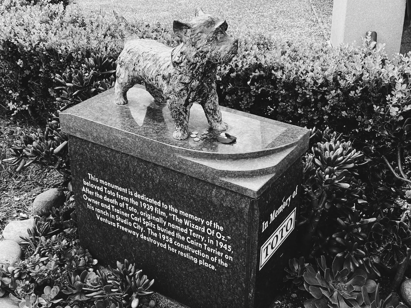 "In Memory of Toto" Devin Snaillo 
Photography 
12" x 20" 
2023 
$200 