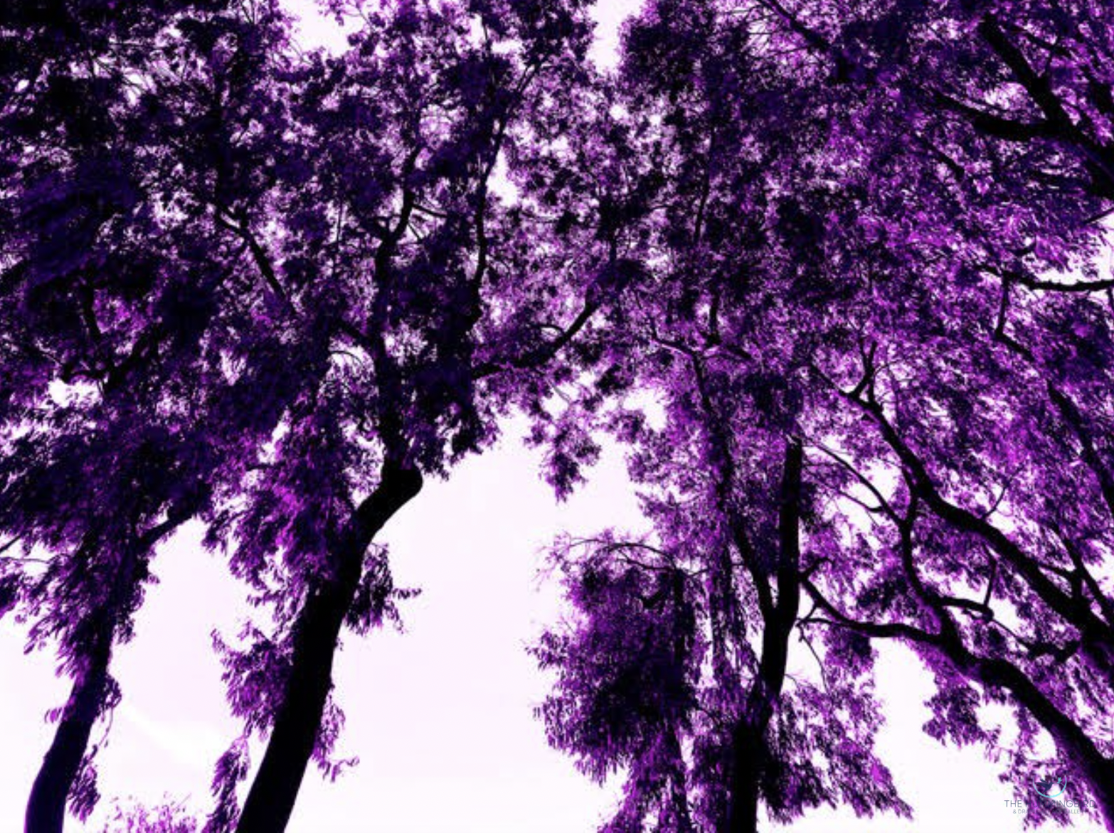 "Purple Trees" Tamerie Halliday Huntington Beach, CA, USA Photography 11" x 14" 2023 $95 