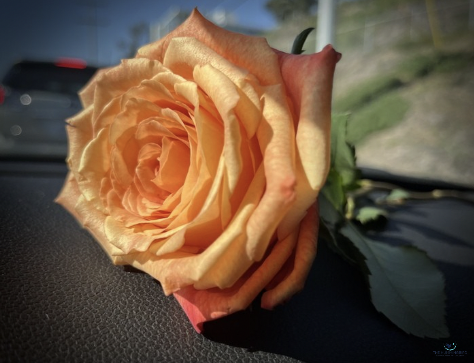 "Stunning Queen Rose" 
Karen Safer Photography 15" x 20" 
2026 
$700 