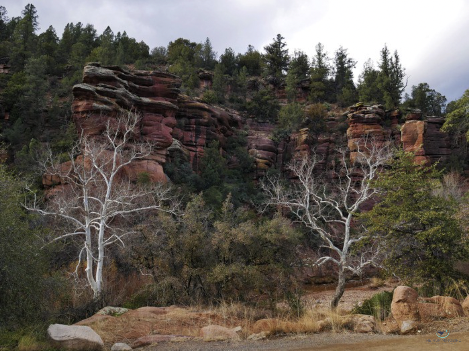 "Autumn in the Mogollan Rim" Emerson Little Photography 18" x 24" 
2025 $75 