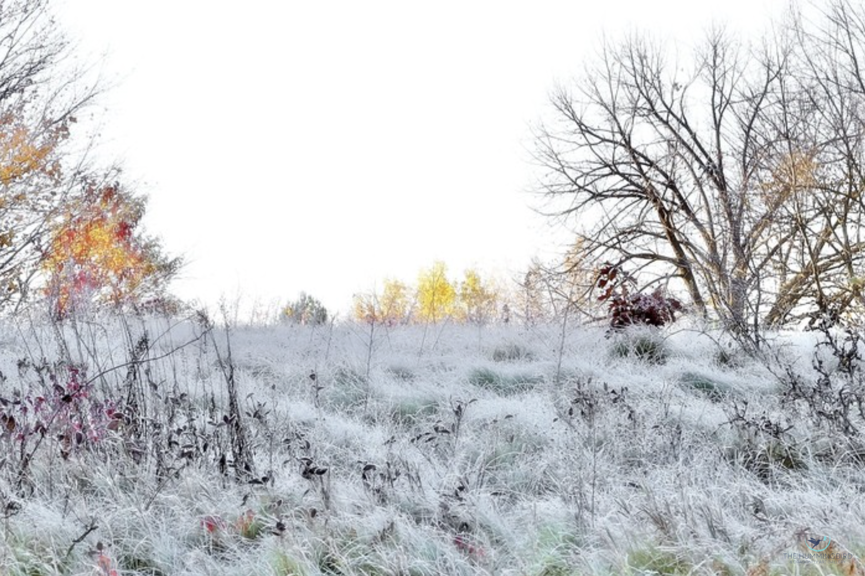 "Frosty Morning Meadow" Sarah Lilja Photography 13" x 17" 2025 $185 