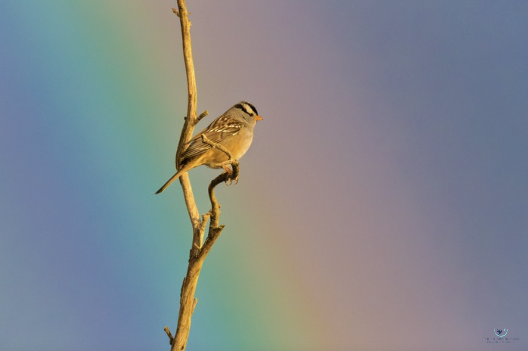 "Somewhere Over the Rainbow" 
Steve Harvey Photography 5" x 7" 
2025 
$100 