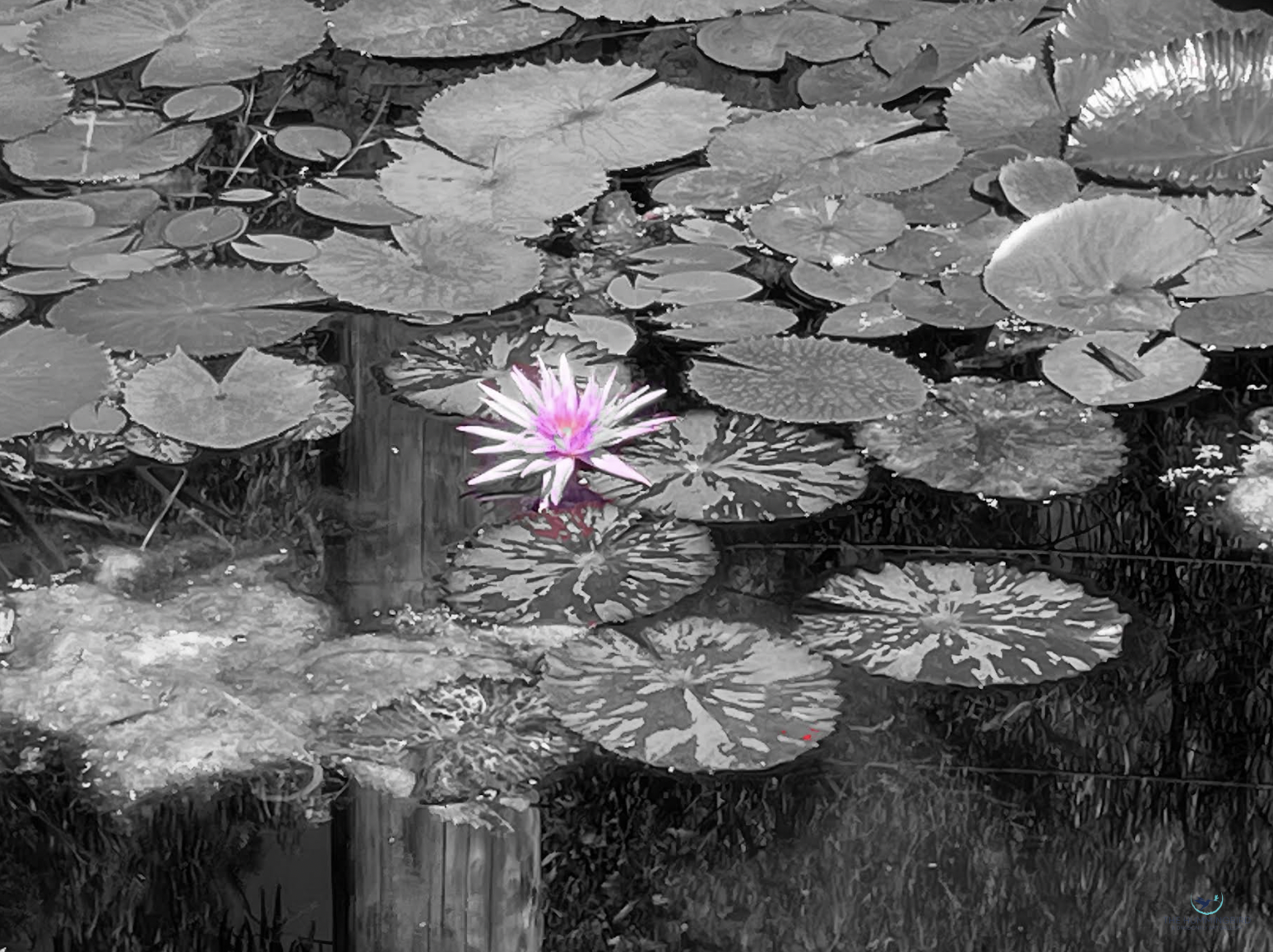 "Dancing Queen" Sara Oiva Photography 
8" x 10" 
2025 $200 