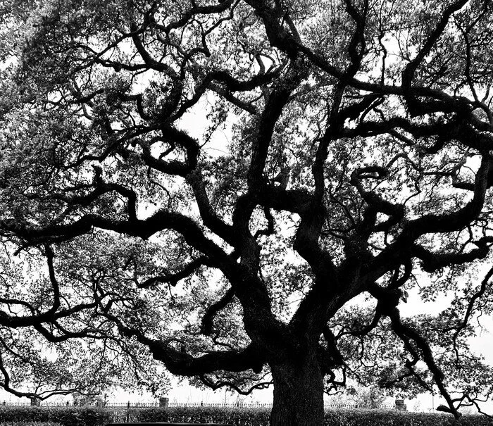 "Growth" 
Debra Roberson Photography 
8" x 10" 
2024 
$350 