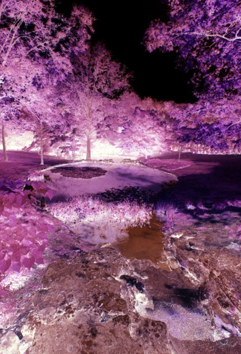 "Ponds at Cheekwood" Malcolm Glass Infrared Color Film 12" x 8" 2022 $500 