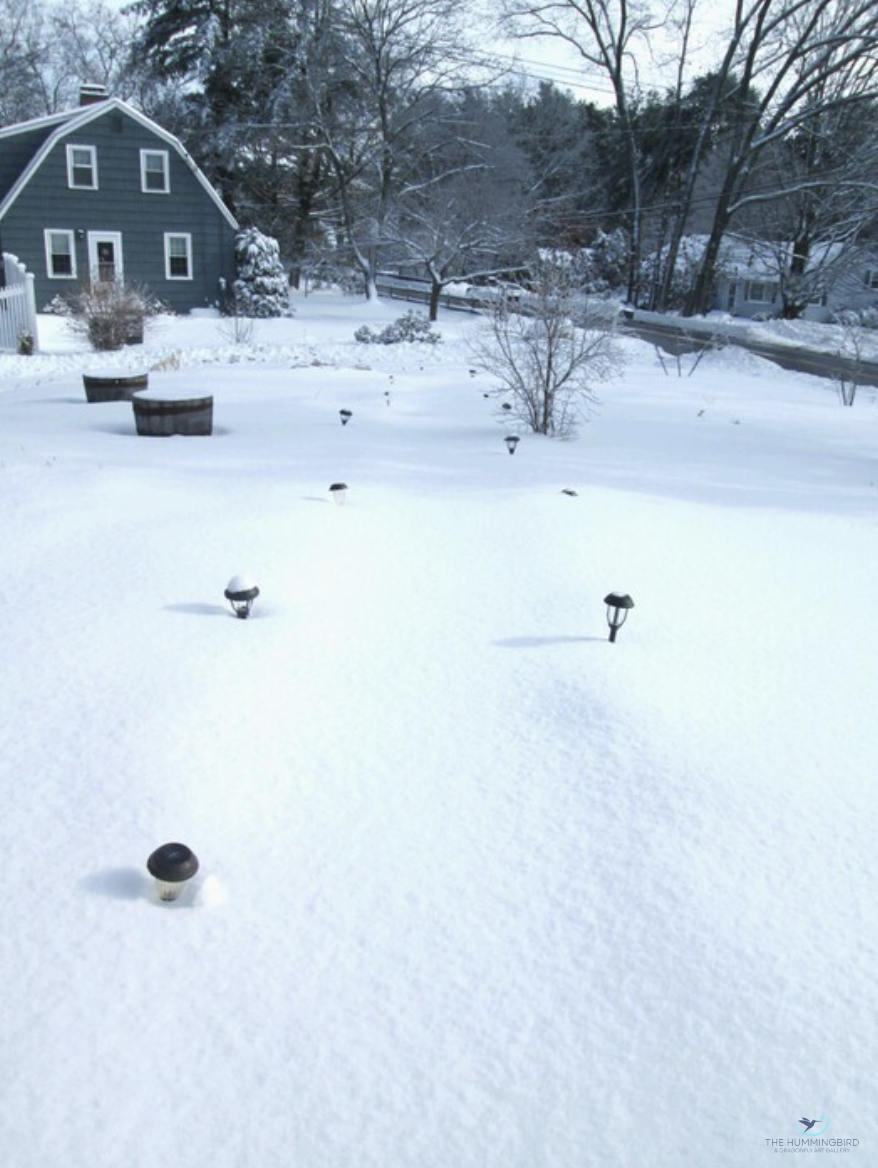 "Winter Serenity Path" Daniela Plesa Photography 11" x 8" 
2023 $95 