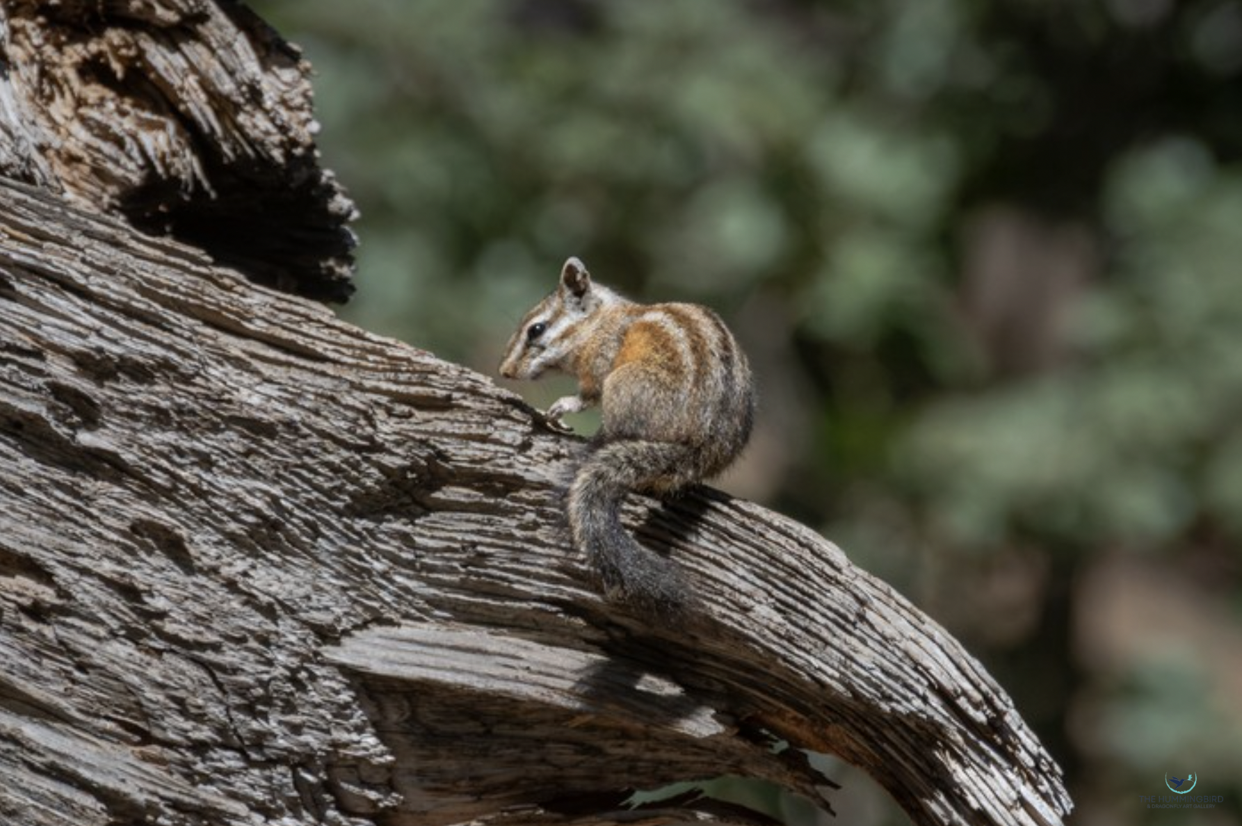 "Lodgepole Chipmunk" 
Steve Harvey Photography 7" x 11" 
2026 
$125 