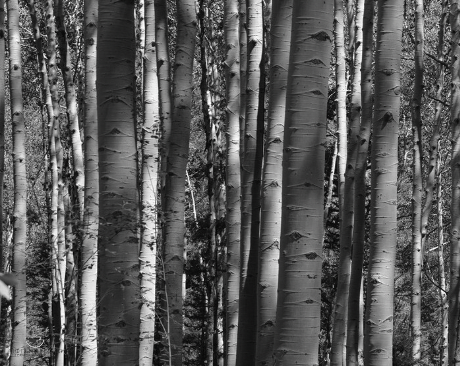 "Aspen Abstract" 
Peter Szarmach 
Photography 
8" x 10" 
2022 
$150 