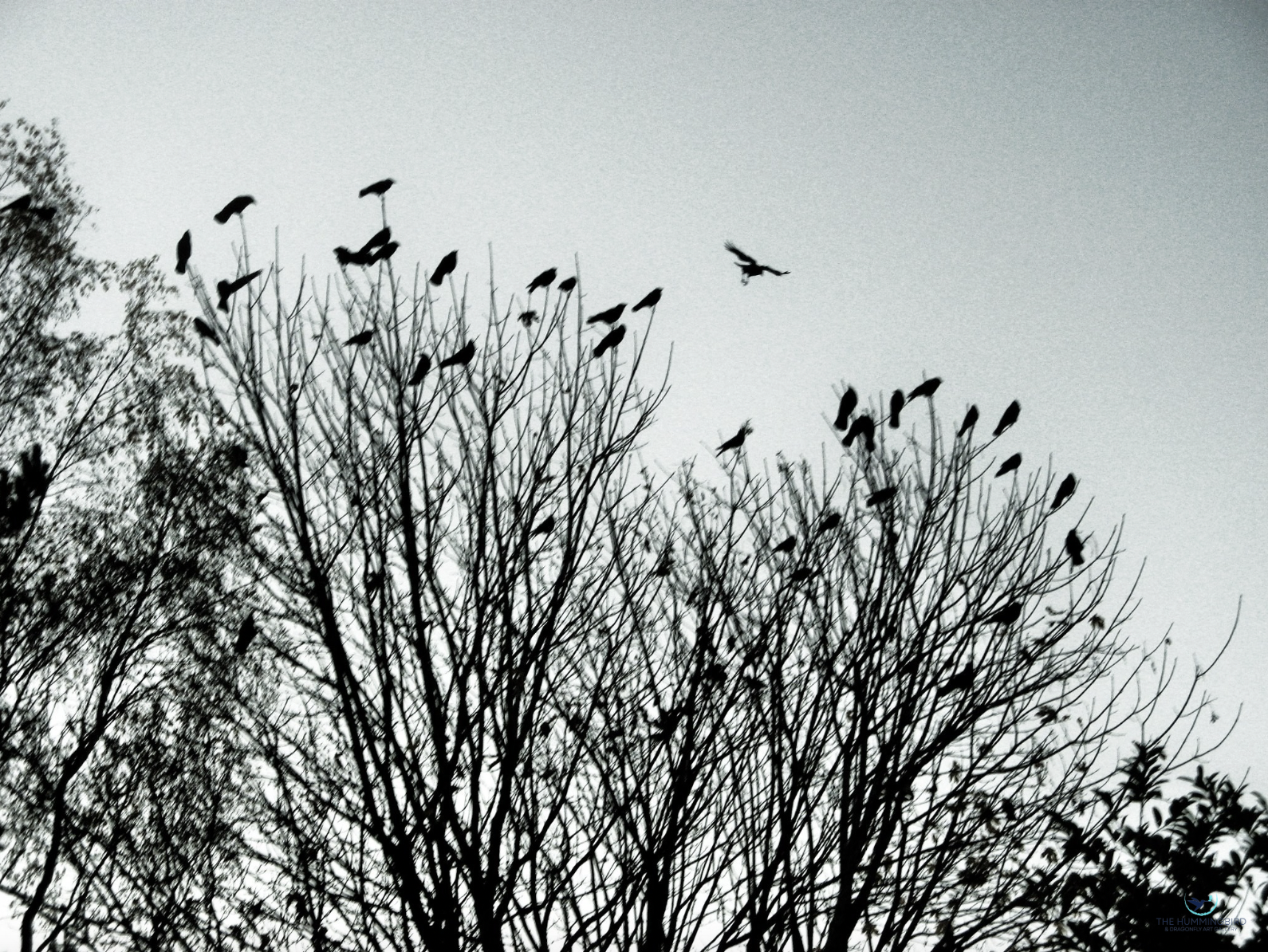 "Evening Crows" Sara Oiva Film Photography 
8" x 10" 
2014 
$150 