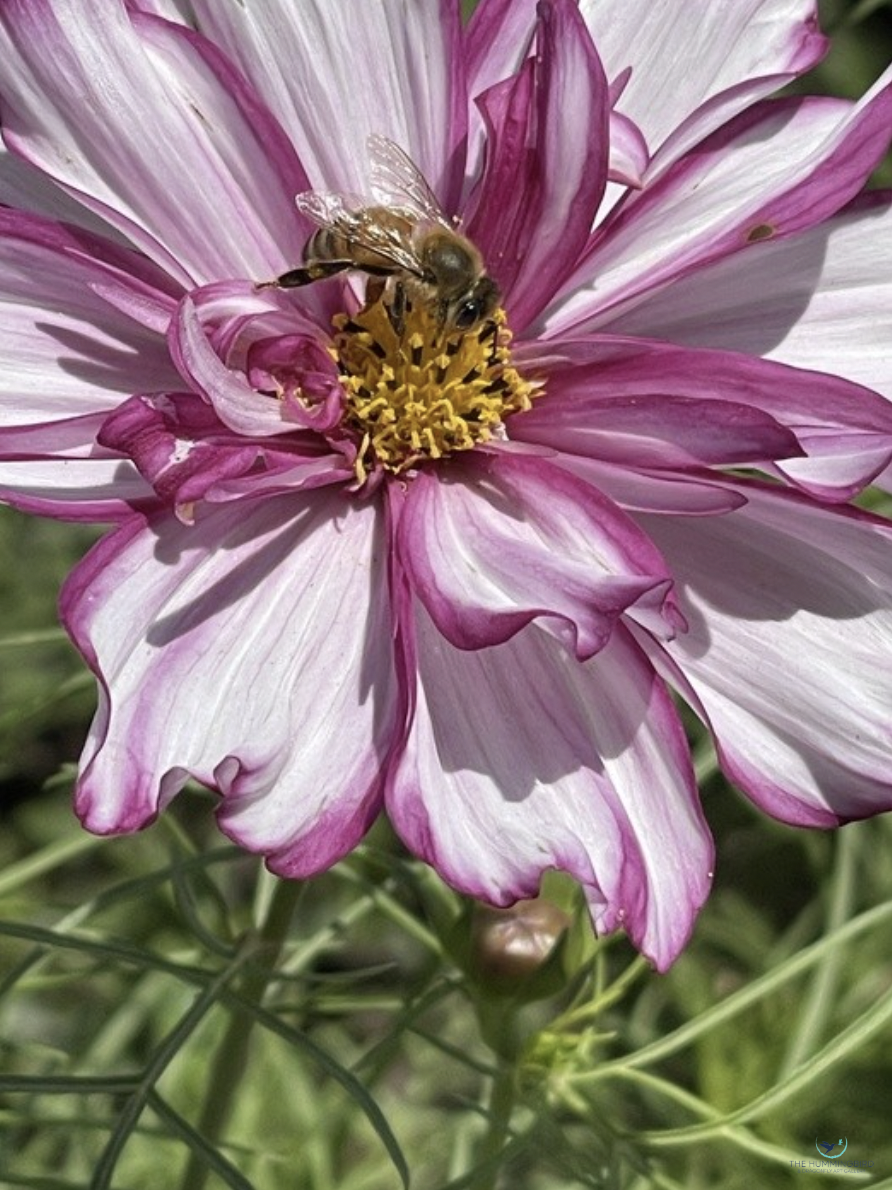 "Purple Delicacy" Carla Bowman-Smith Photography 16" x 12" 
2025 
$275 