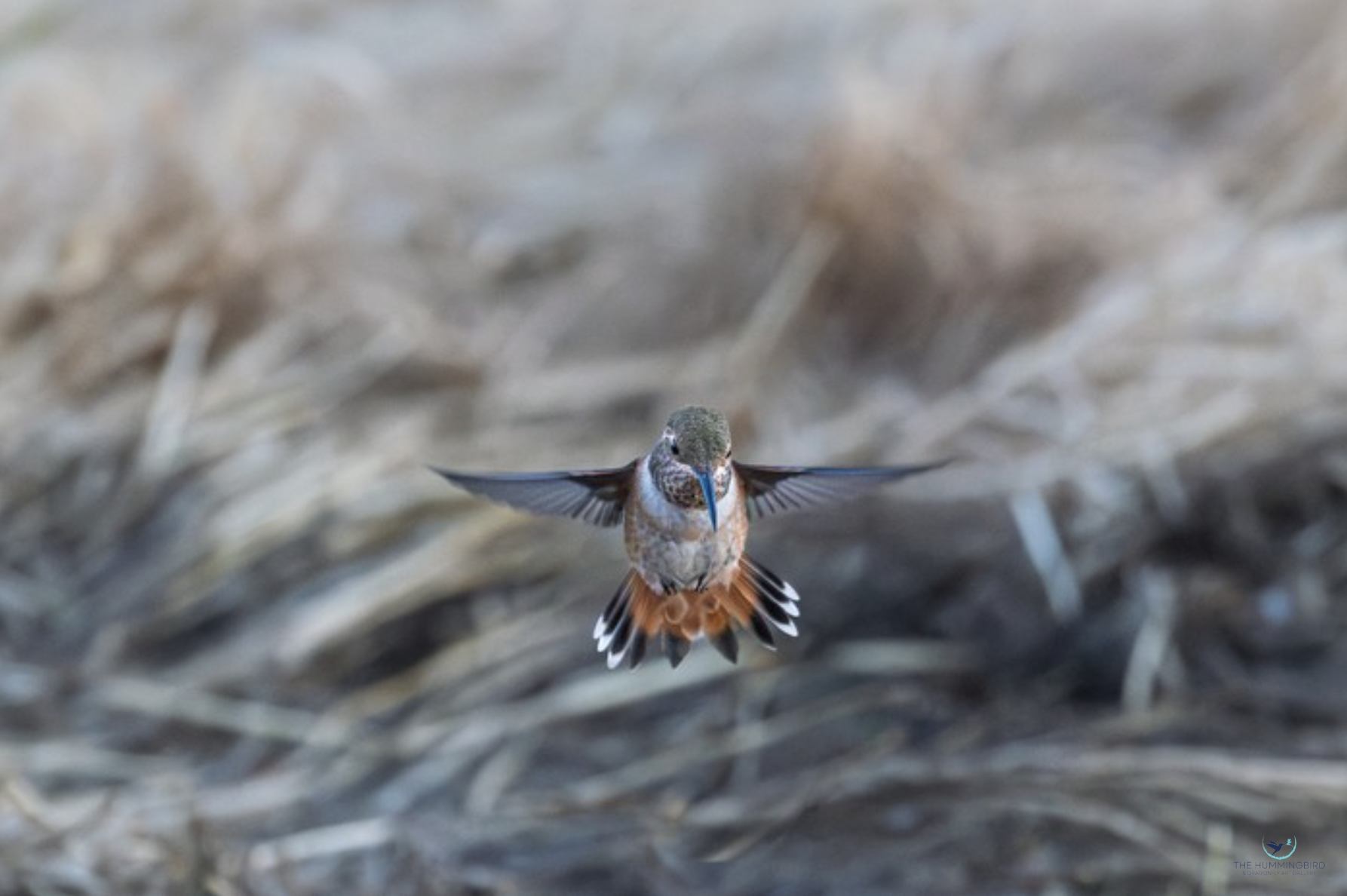 "Allen's Hummingbird" 
Steve Harvey Photography 7" x 11" 
2025 
$125 
