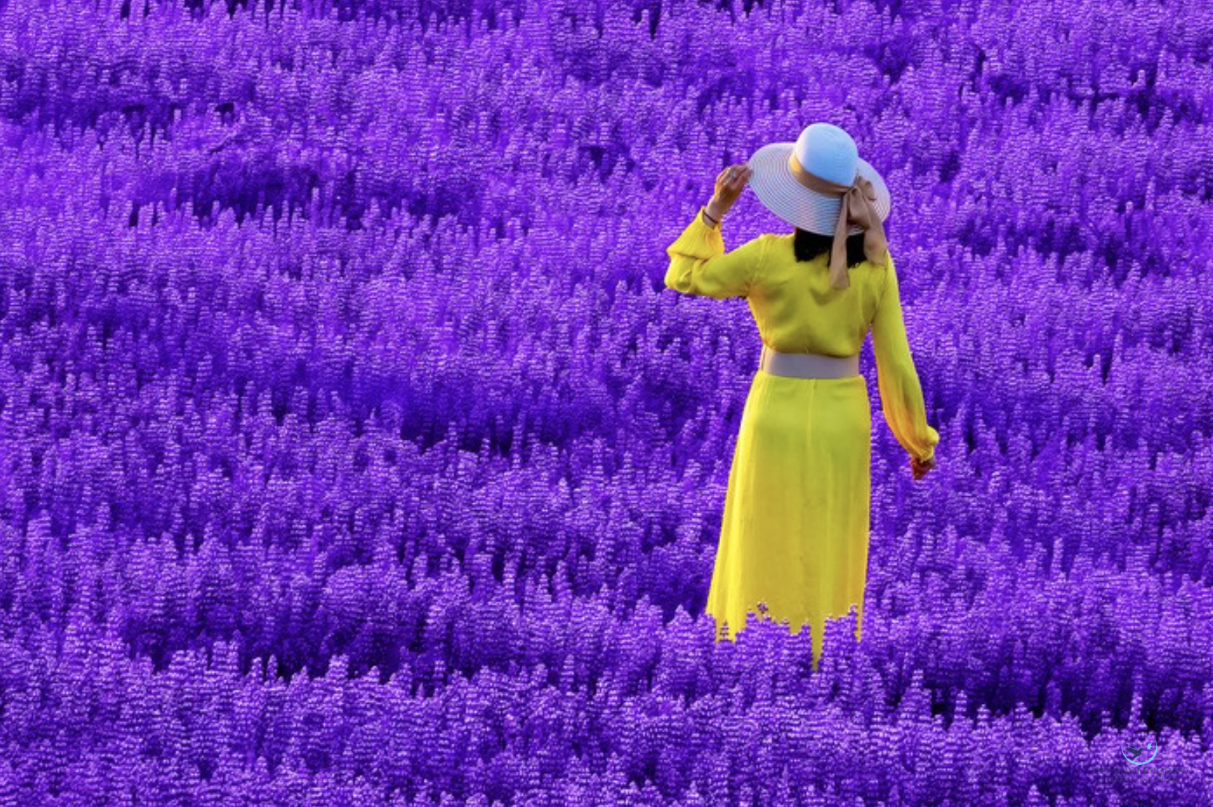 "Lupine Lady"
 
Gerrit van Ommering Photography 12" x 18" 
2023 
$200 