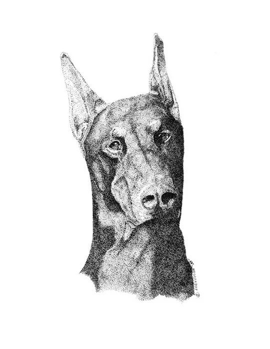 "Doberman Portrait" 
Lucien van Oosten 
India Ink 11" x 8" 1988 
$750 