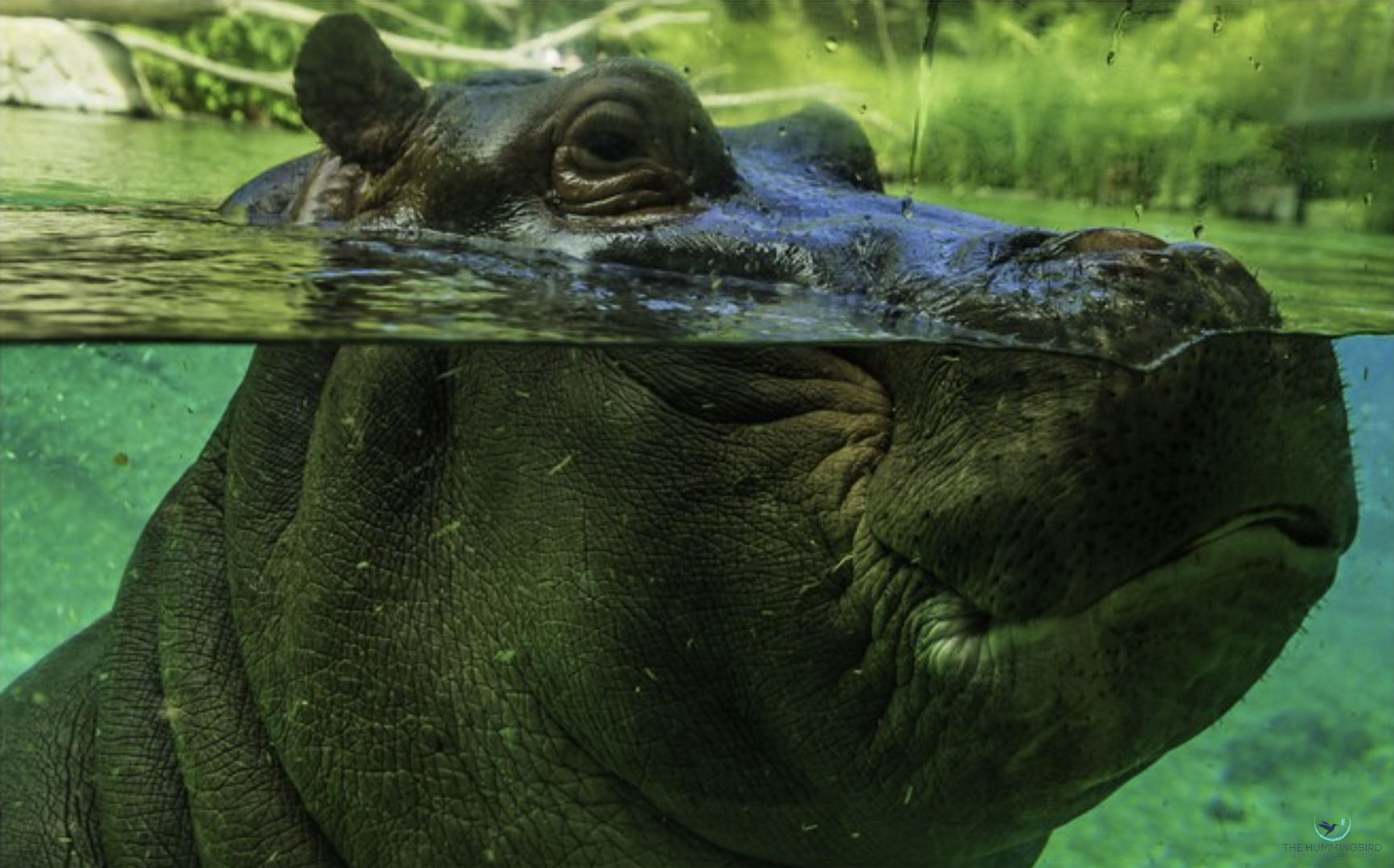 "Hippo" 
Al Kelman Photography 11" x 17" 
2021 
$400 