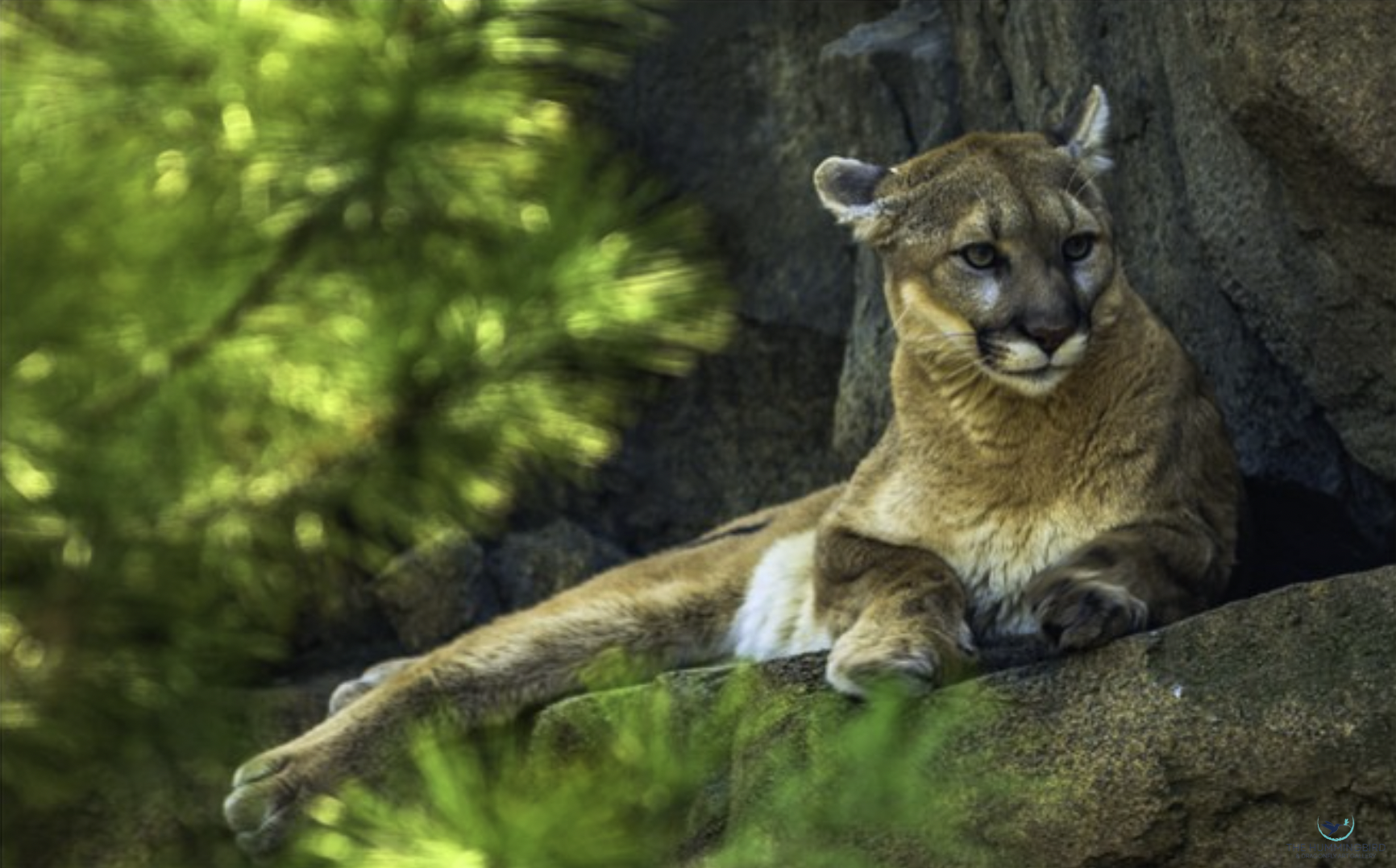 "Cats-2" 
Al Kelman Photography 11" x 17" 
2021 
$400 