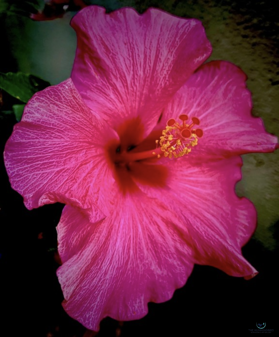 "Pretty in Pink" Karen Safer 
Photography 18" x 15" 
2026 $700 