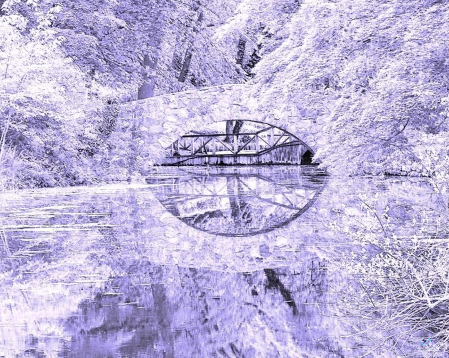 "Cedarmere Bridge_Purple" Leo Tujak 
Photography 11" x 14" 
2025 
$395 
