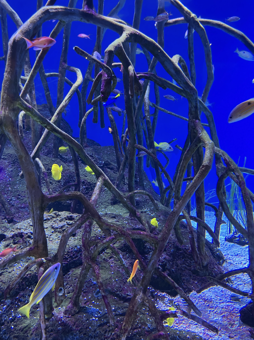 "Another View from the Nautilus" Rita Pono  2nd Year Invitee  Haiku, Maui, HI, USA Limited Edition Photography Print; Signed and Numbered by Artist 18" x 20" 2025 $450 