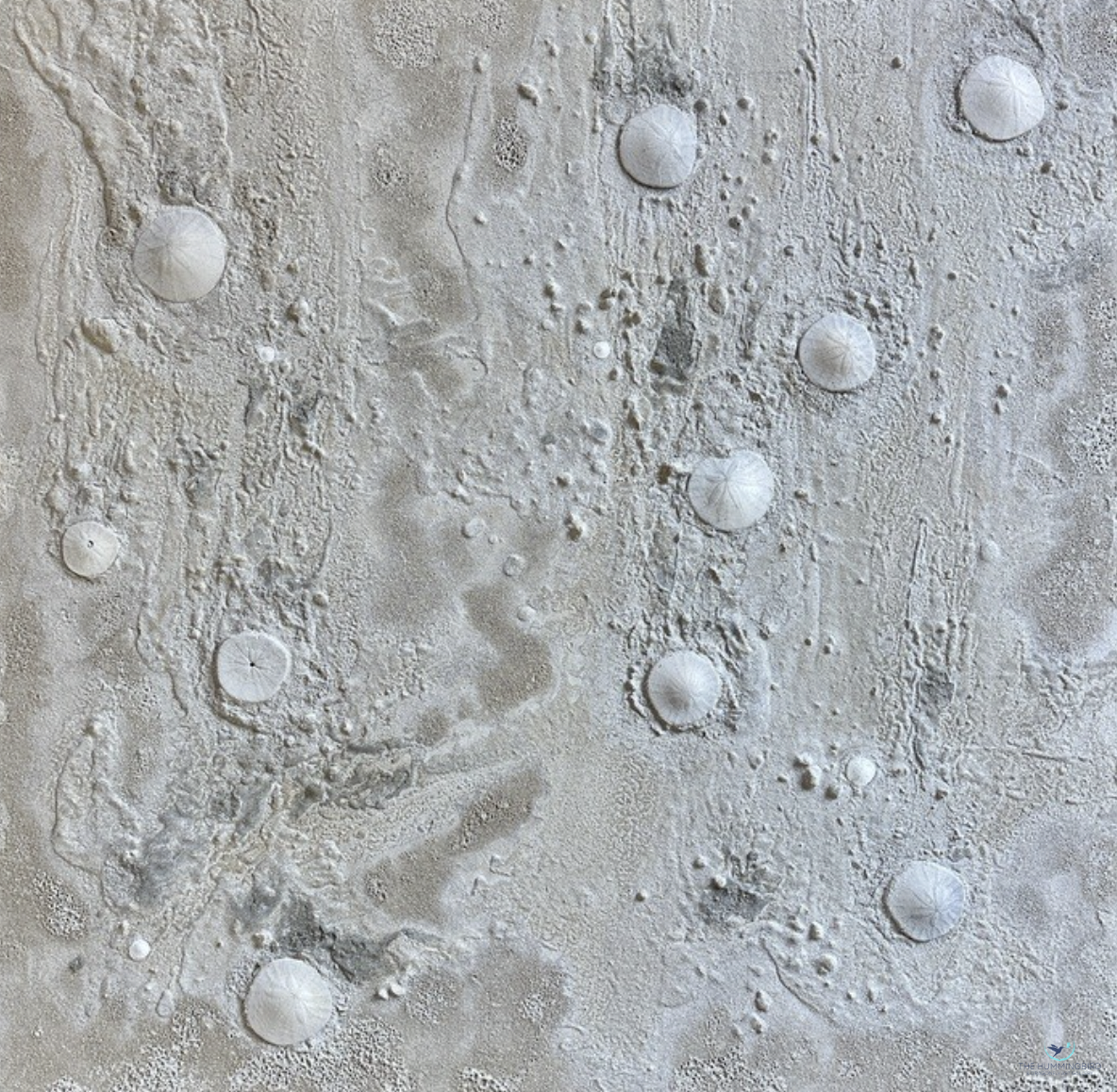 "Ebb" Syslee Rawlinson Clay Plaster, Sand, Sand Dollars, Earth Pigments 32" x 32" 
2025 $2,200 