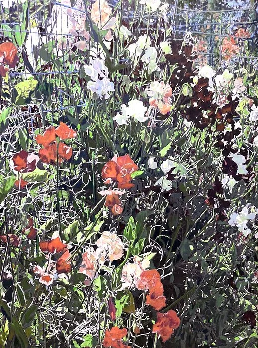 "Sweet Pea" Marjorie Moskowitz Oil on Canvas 48" x 36" 
2025 $5,200 