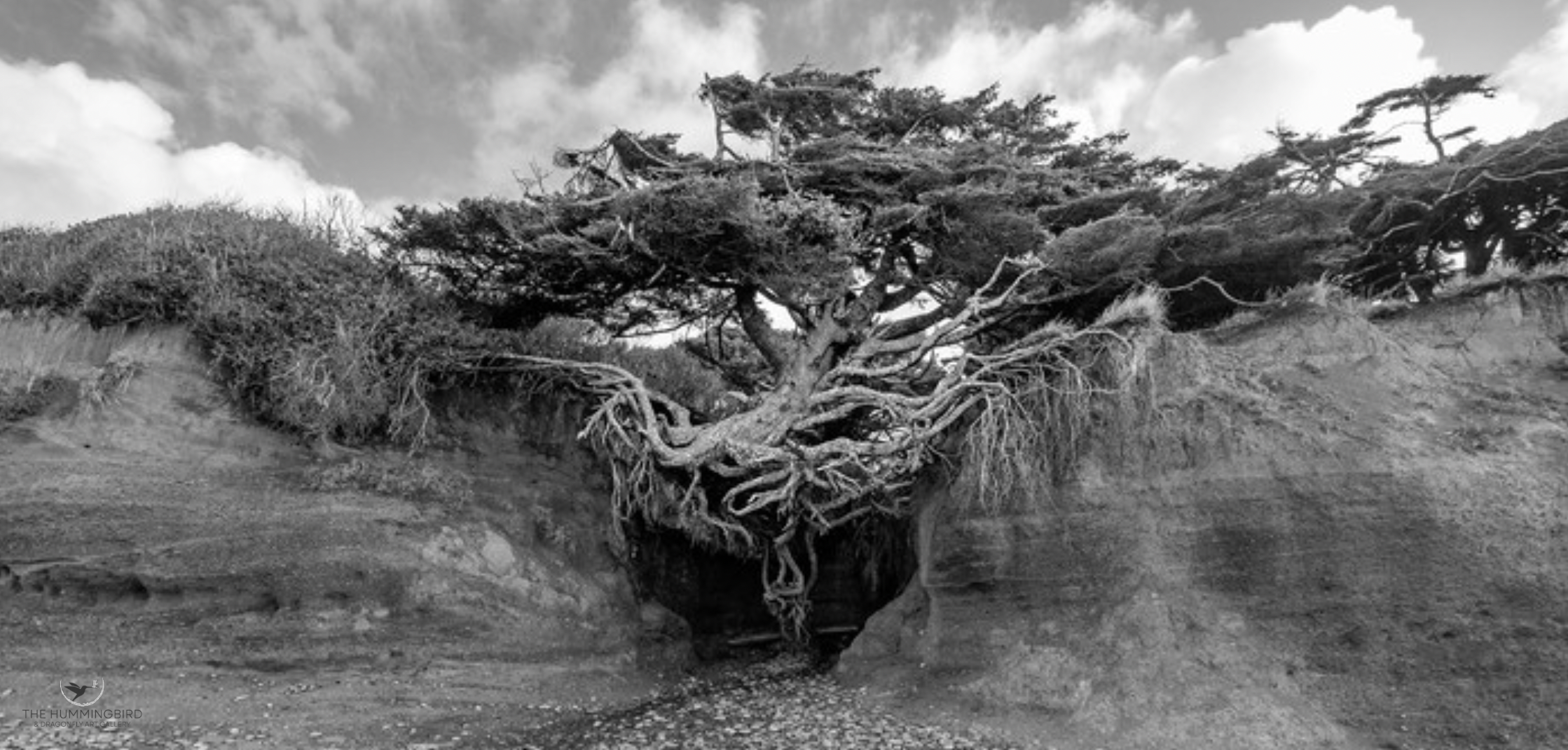 "Rooted in Defiance" Julie Blichmann 
Photography 
14.25" x 30" 
2021 
$1,300 