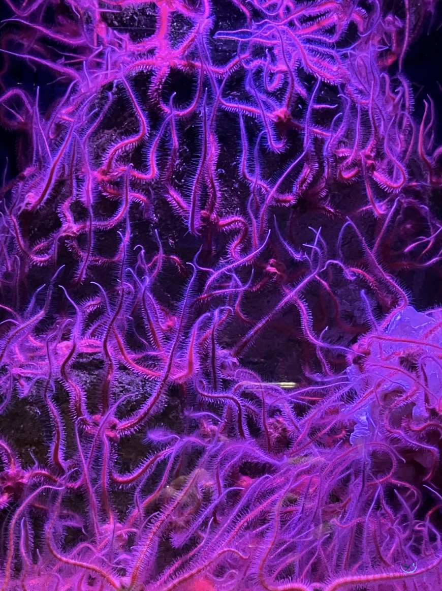 "The Kraken Lurks Beyond" Rita Pono Limited Edition Photography Print; Signed & Numbered by Artist 
18" x 11" 
2025 $400 