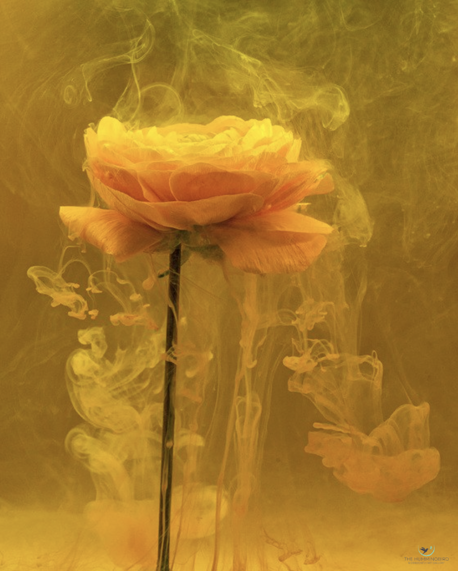 "From the Series Submerged: Sunny Ranunculus" 
Barbara Brundage 
Photography 
14" x 11" 
2021 
$250 