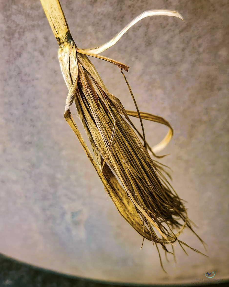 "Dry Brush" Louis Staeble Bowling Green, OH, USA Photography 10" x 8" 2025 $275 